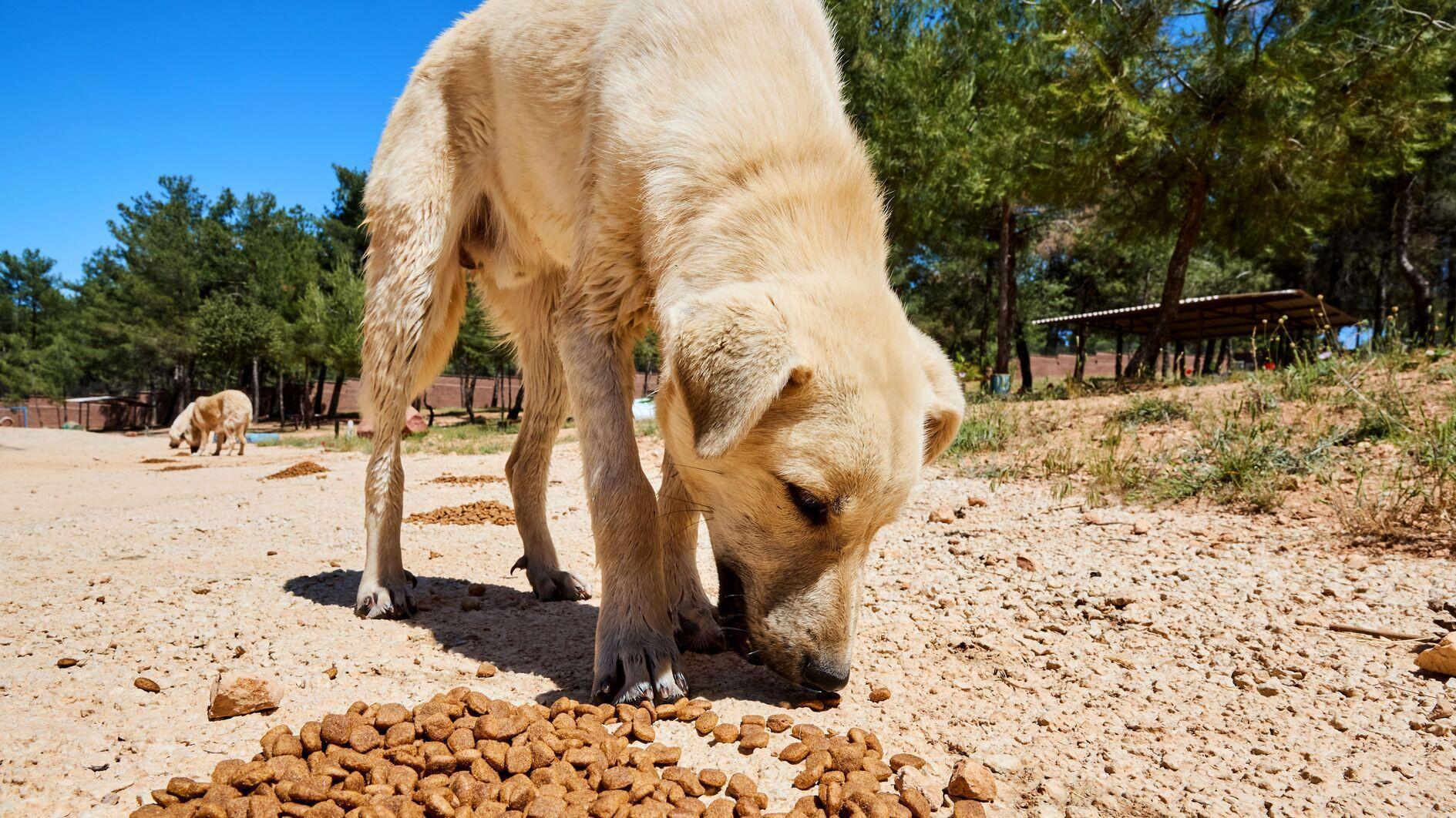 Nine held in Ankara over misuse of animal aid funds