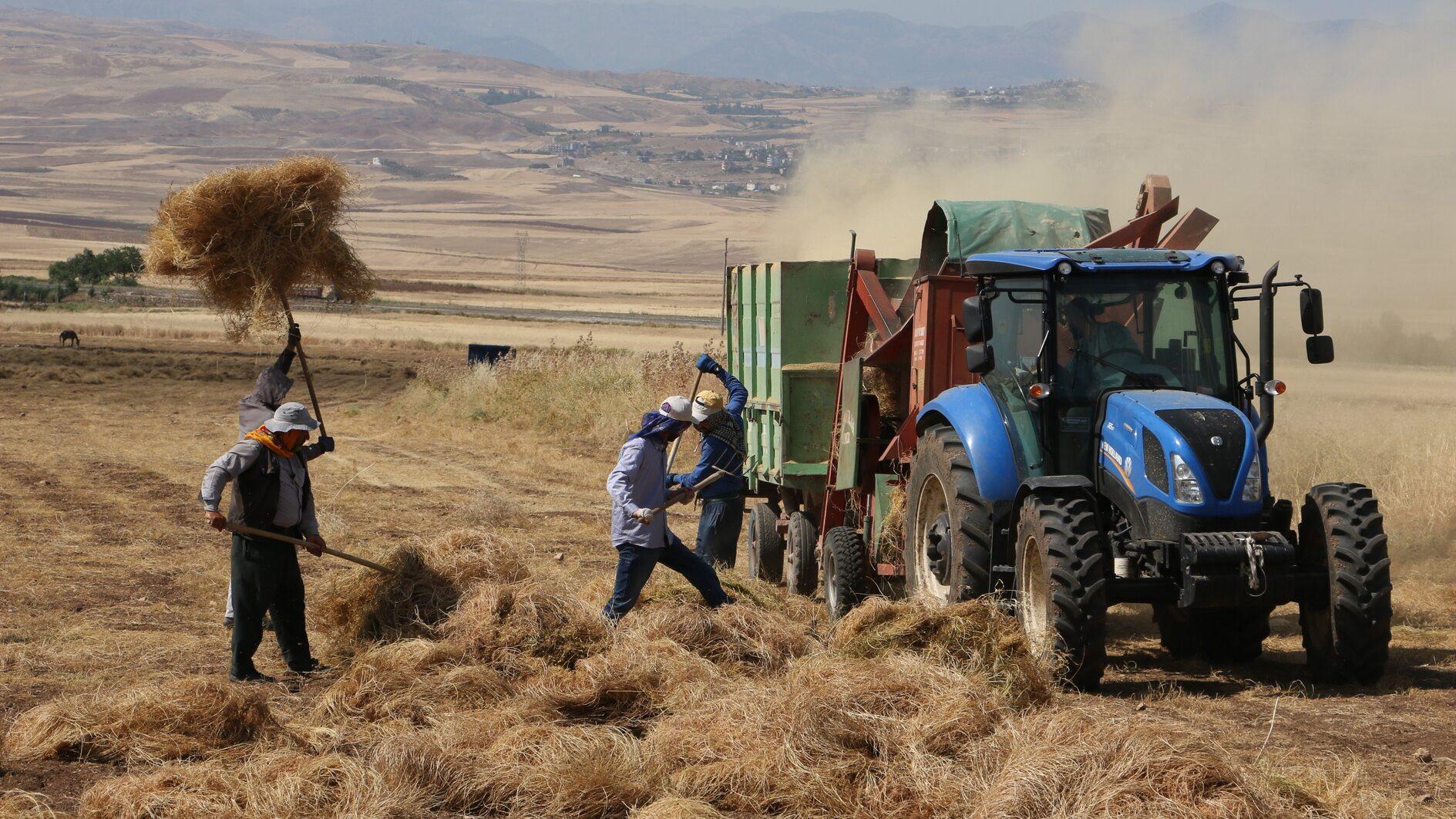 Climate change opens doors for coffee cultivation in Türkiye