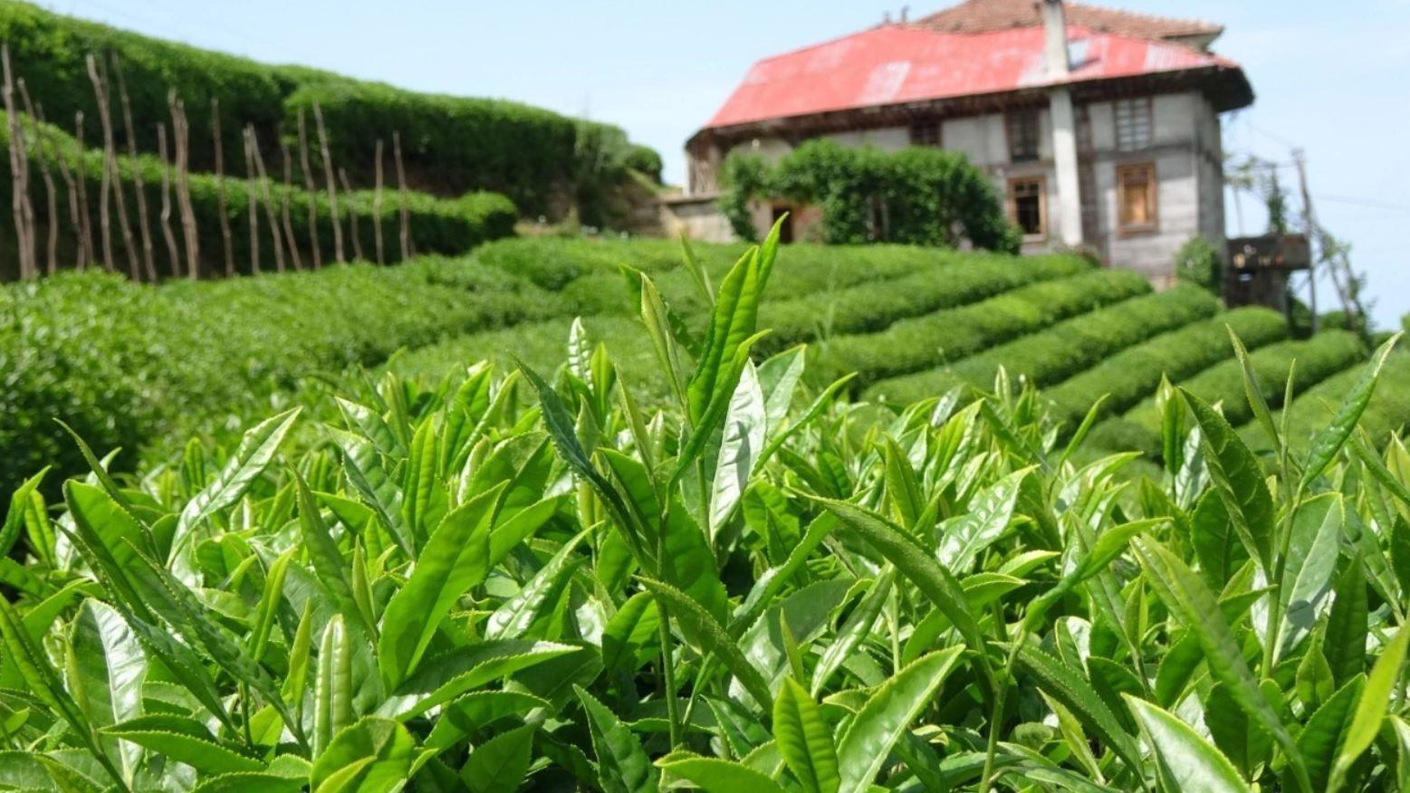 Tea harvest season extended in Black Sea