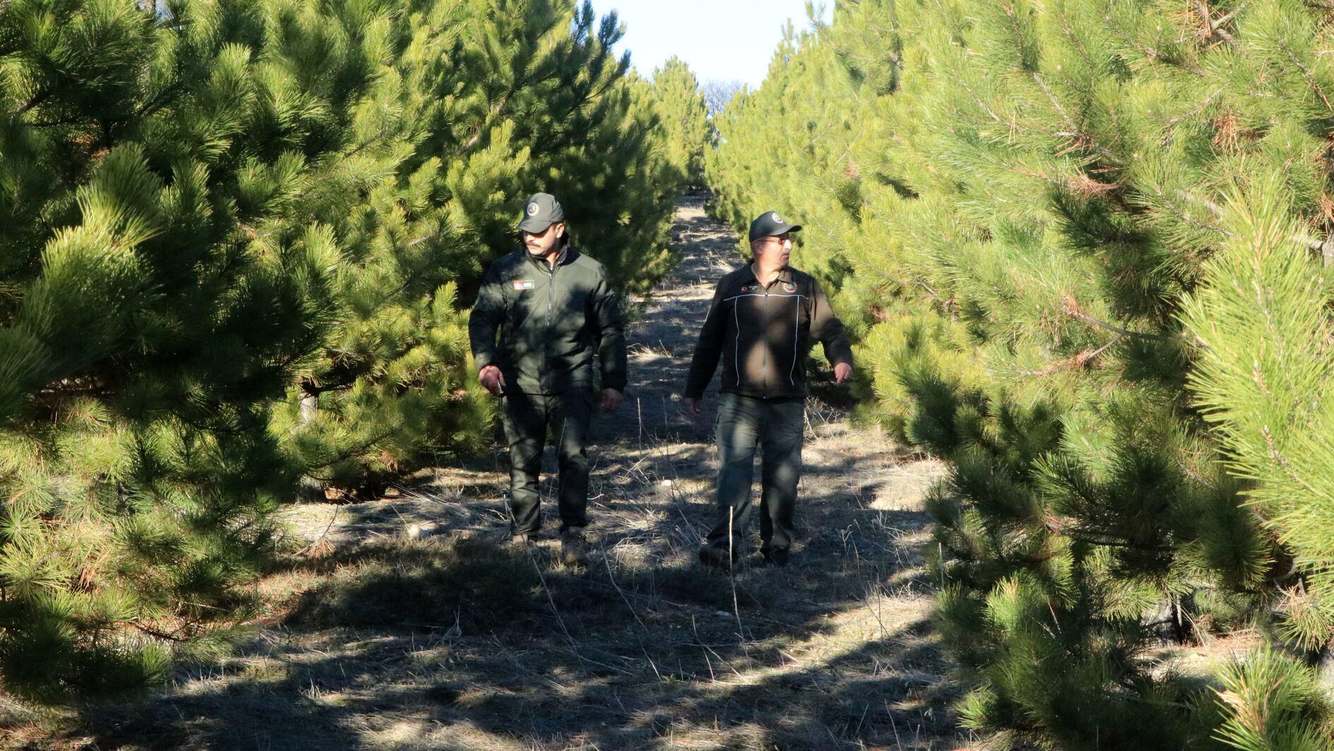 Forest patrols deployed to protect trees ahead of New Year celebrations