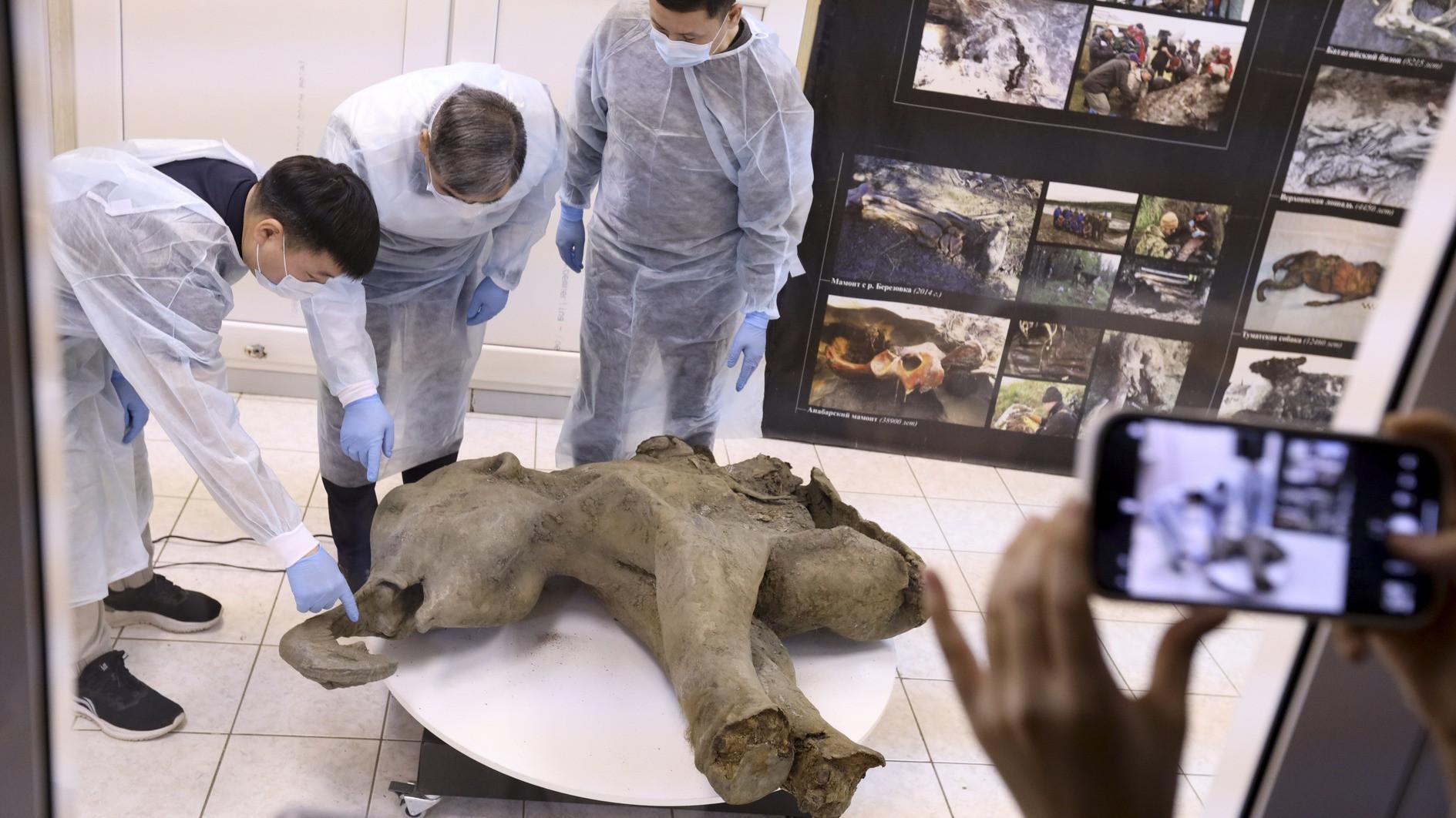Baby mammoth preserved for 50,000 years unveiled in Siberia