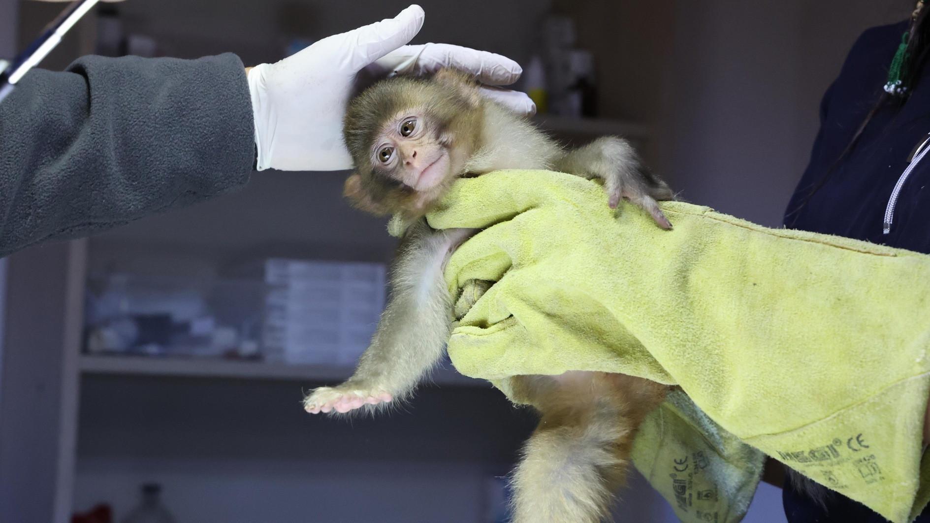 Officers uncover second exotic animal smuggling attempt this week