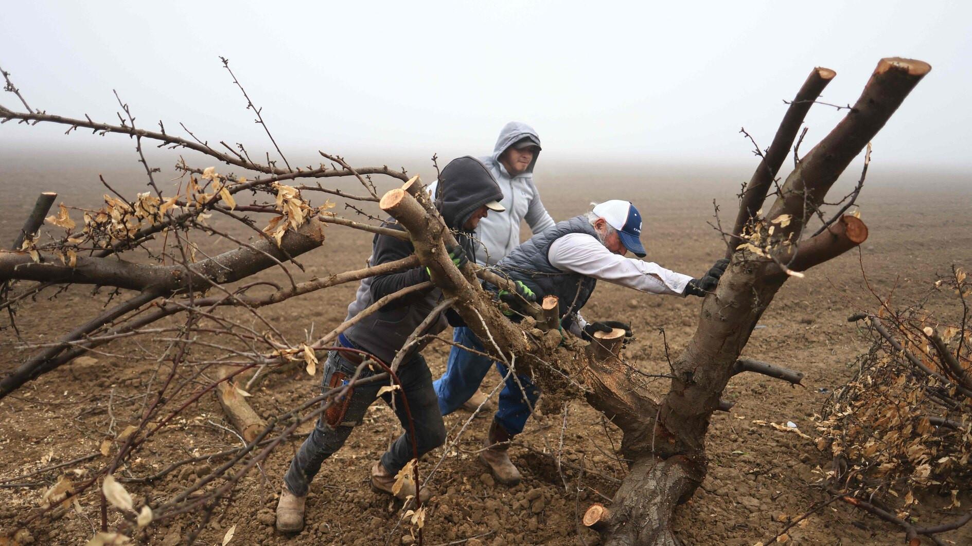 Incoming president Trumps deportation plans irk farmers