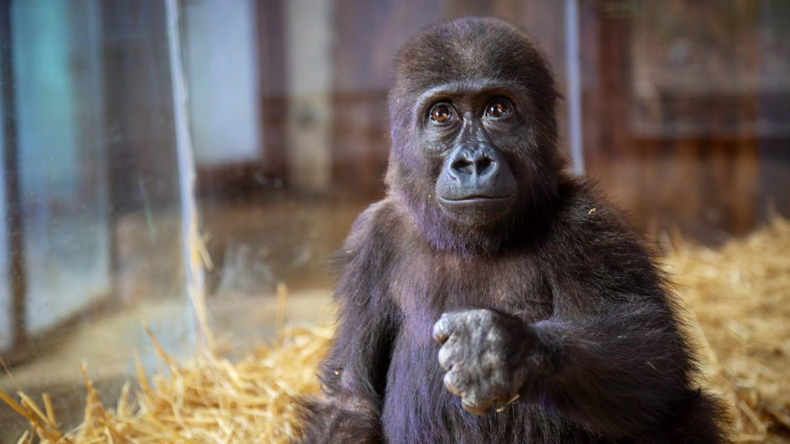 Gov’t seeks public input on naming baby gorilla