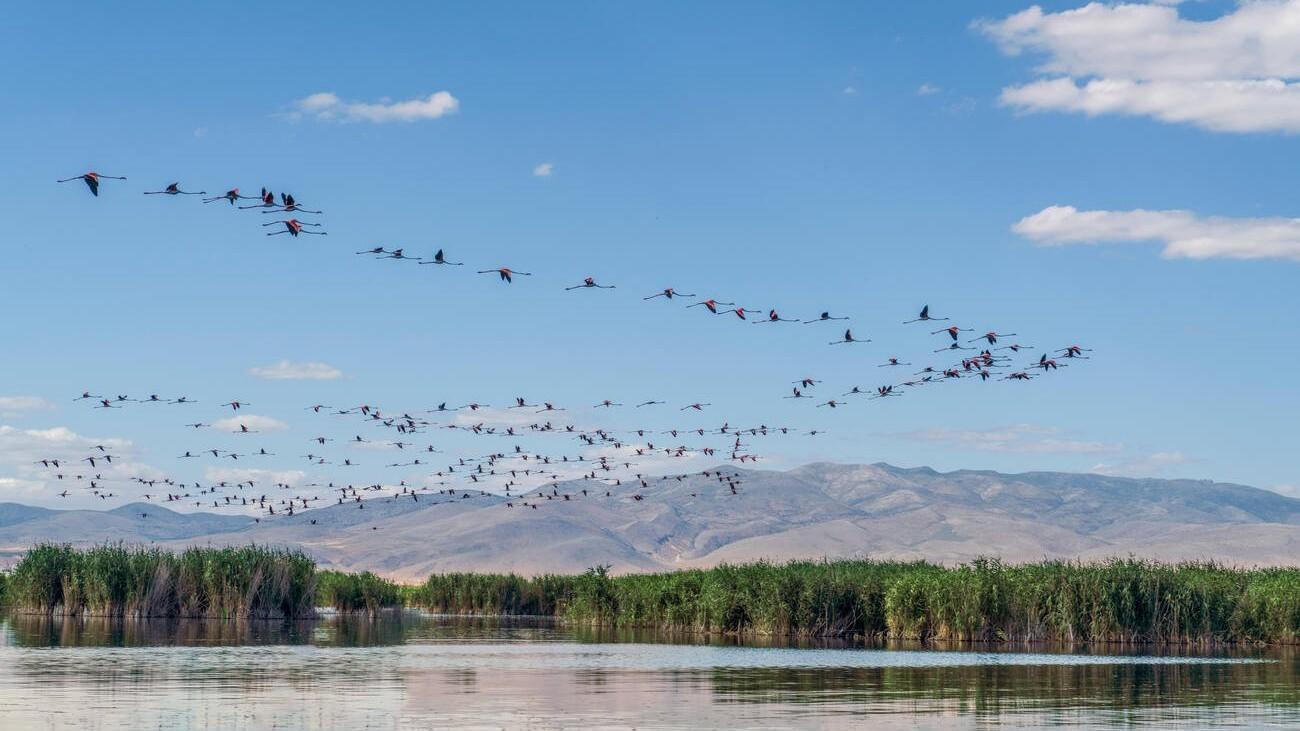 Birdwatcher Platform Records Species In T Rkiye T Rkiye News