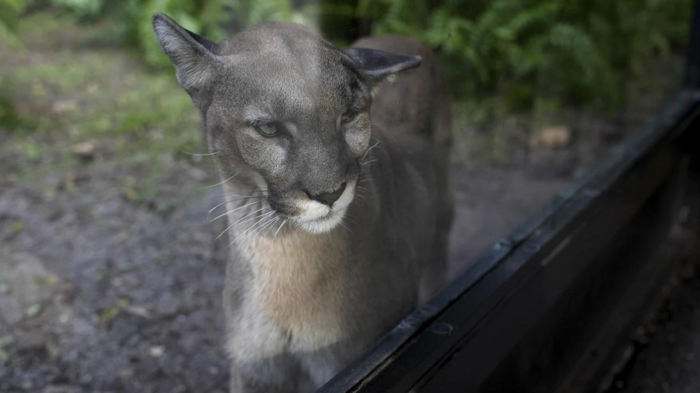 Many animals and plants lose their genetic diversity