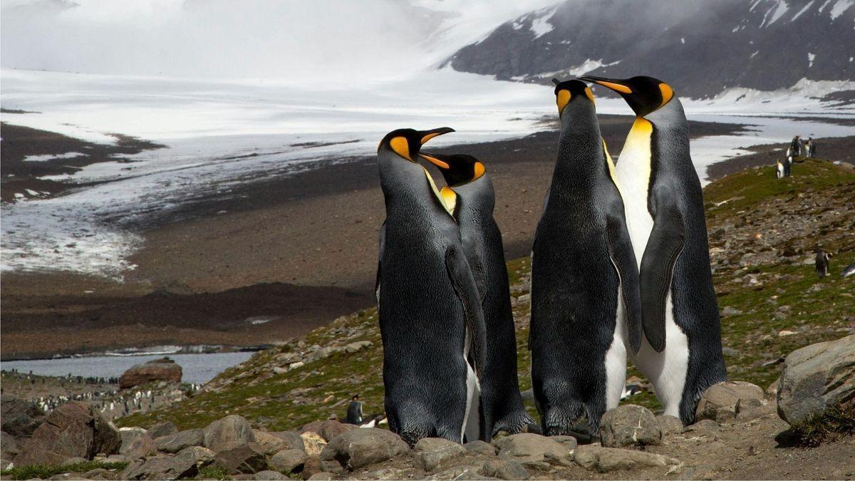 Mega-iceberg drifts towards Antarctic penguin island