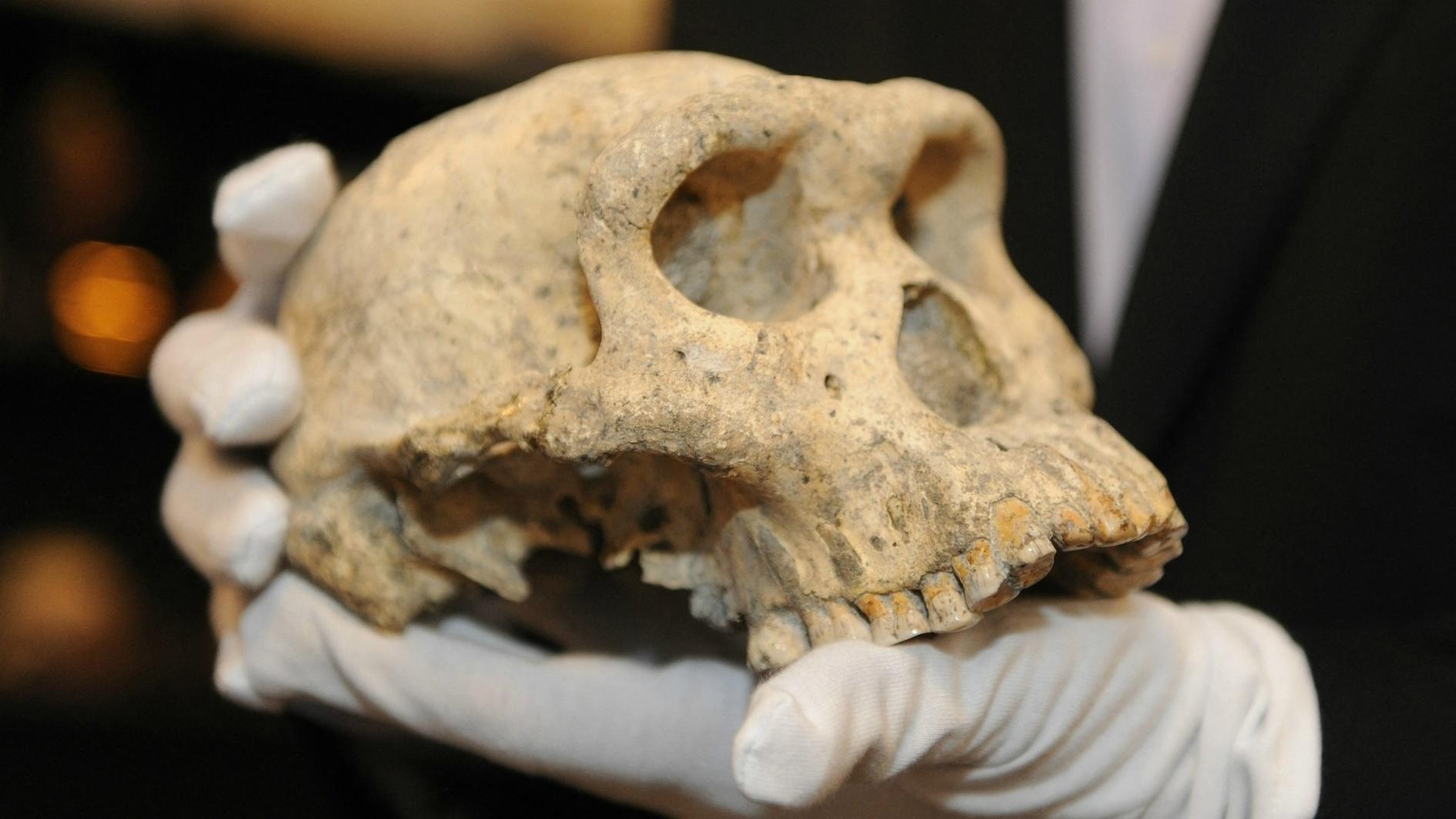 Pink, the new face of human evolution in Europe
