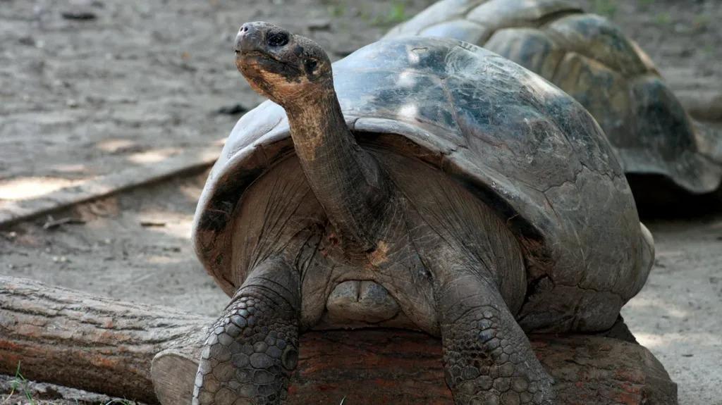 Galapagos tortoises become parents at nearly 100