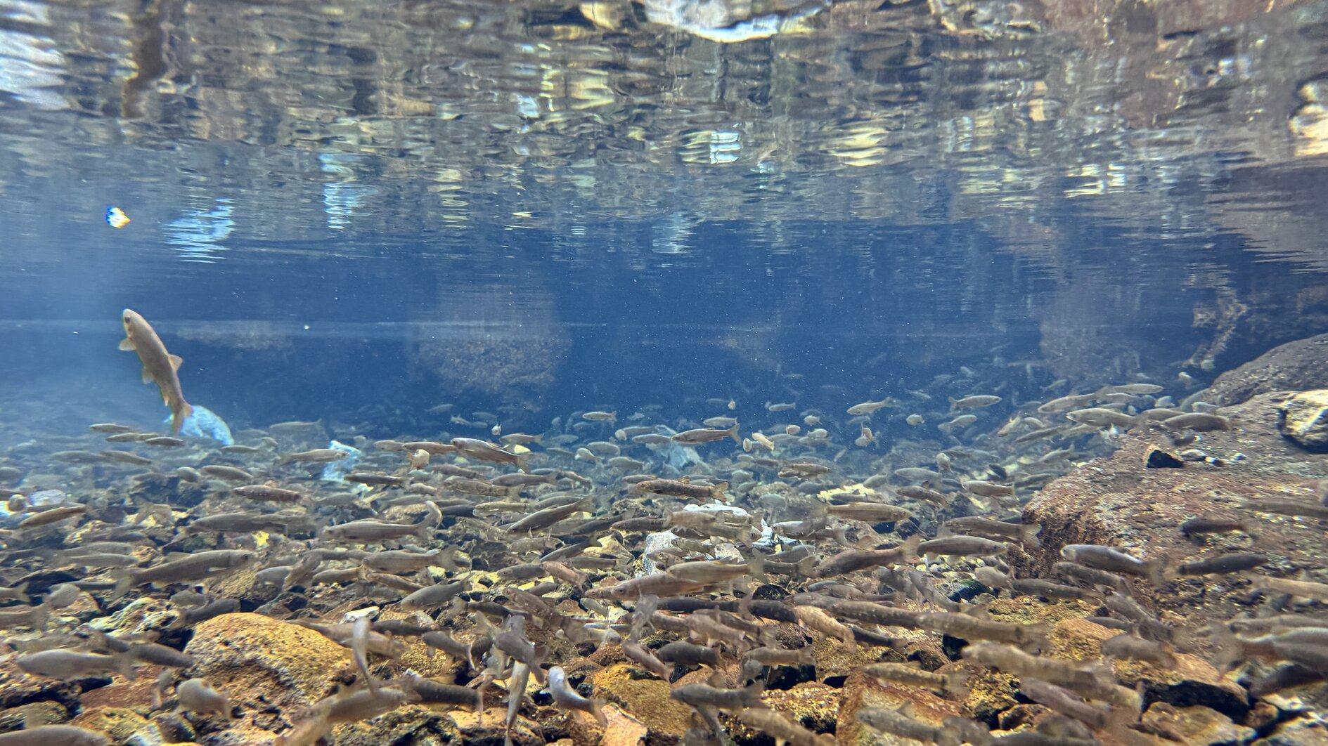 ‘Natural aquarium’ at foot of volcanic mountain draws visitors