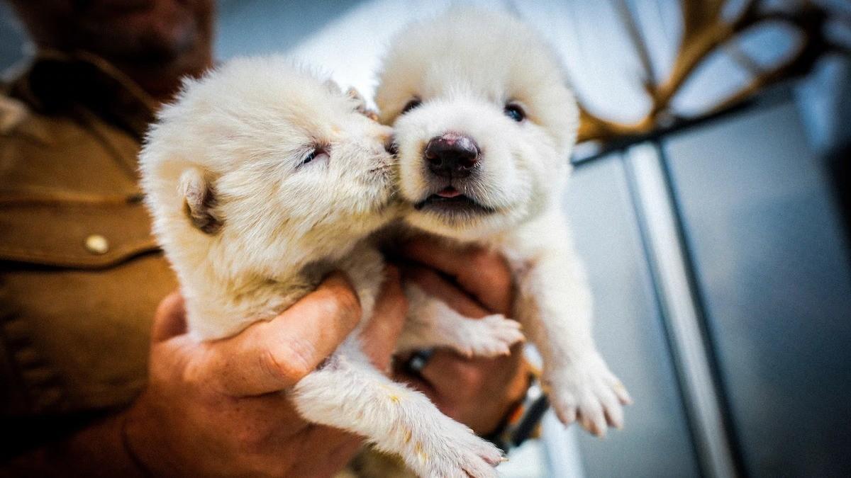 Wolves engineered with dire wolf traits born in Lab