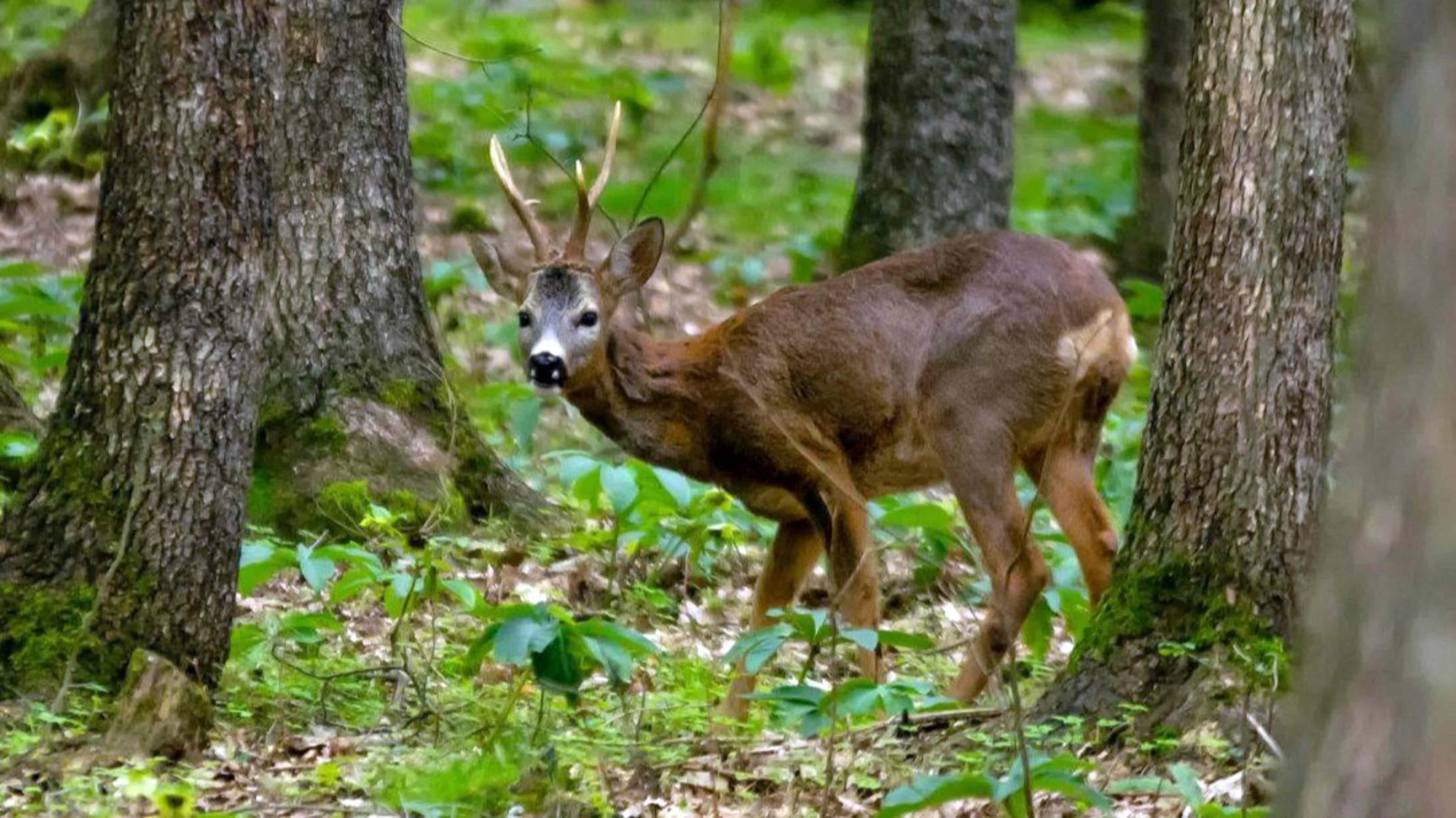 Türkiye boosts wildlife conservation by breeding 312 endangered animals