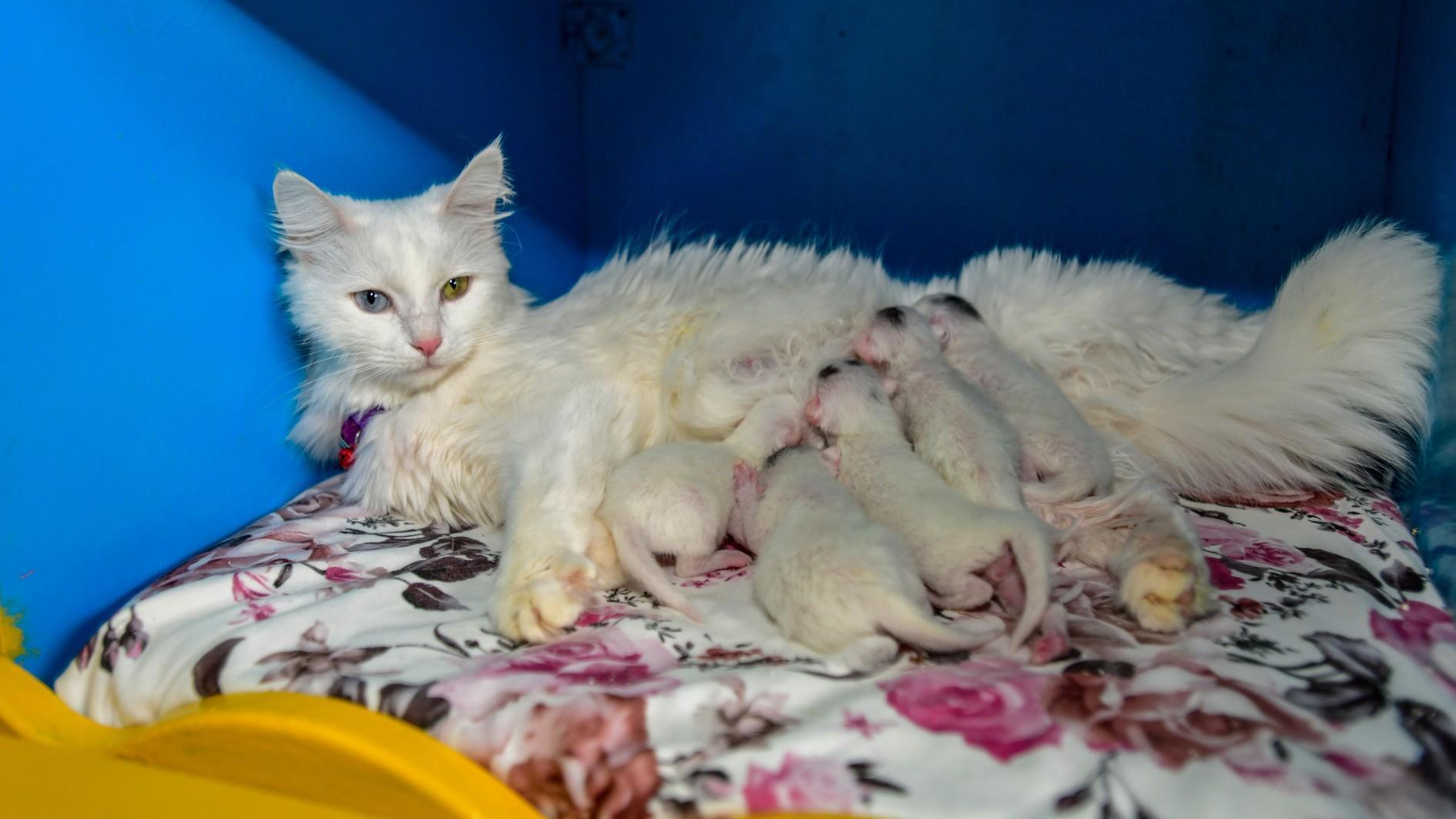 Award-winning Van cat gives birth to 5 kittens