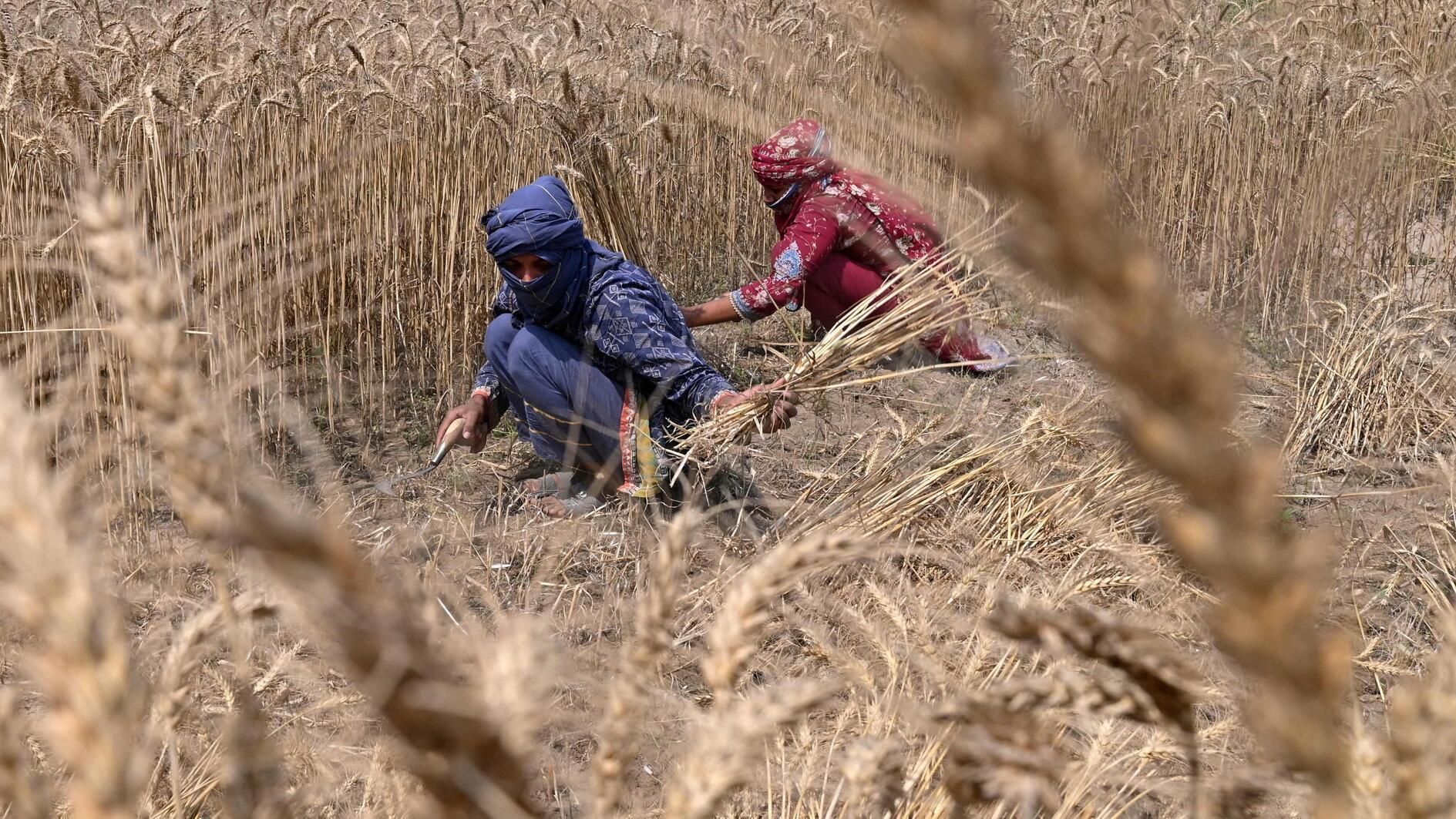 Heavy metals contaminate up to 17 pct of worlds arable land