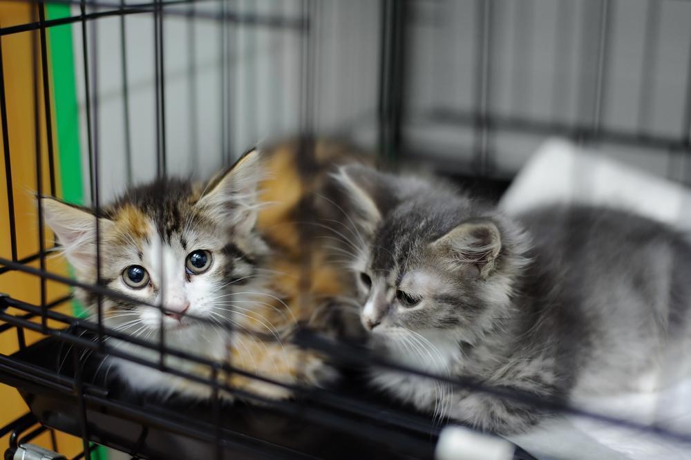 Rising living costs push Brits to abandon pets