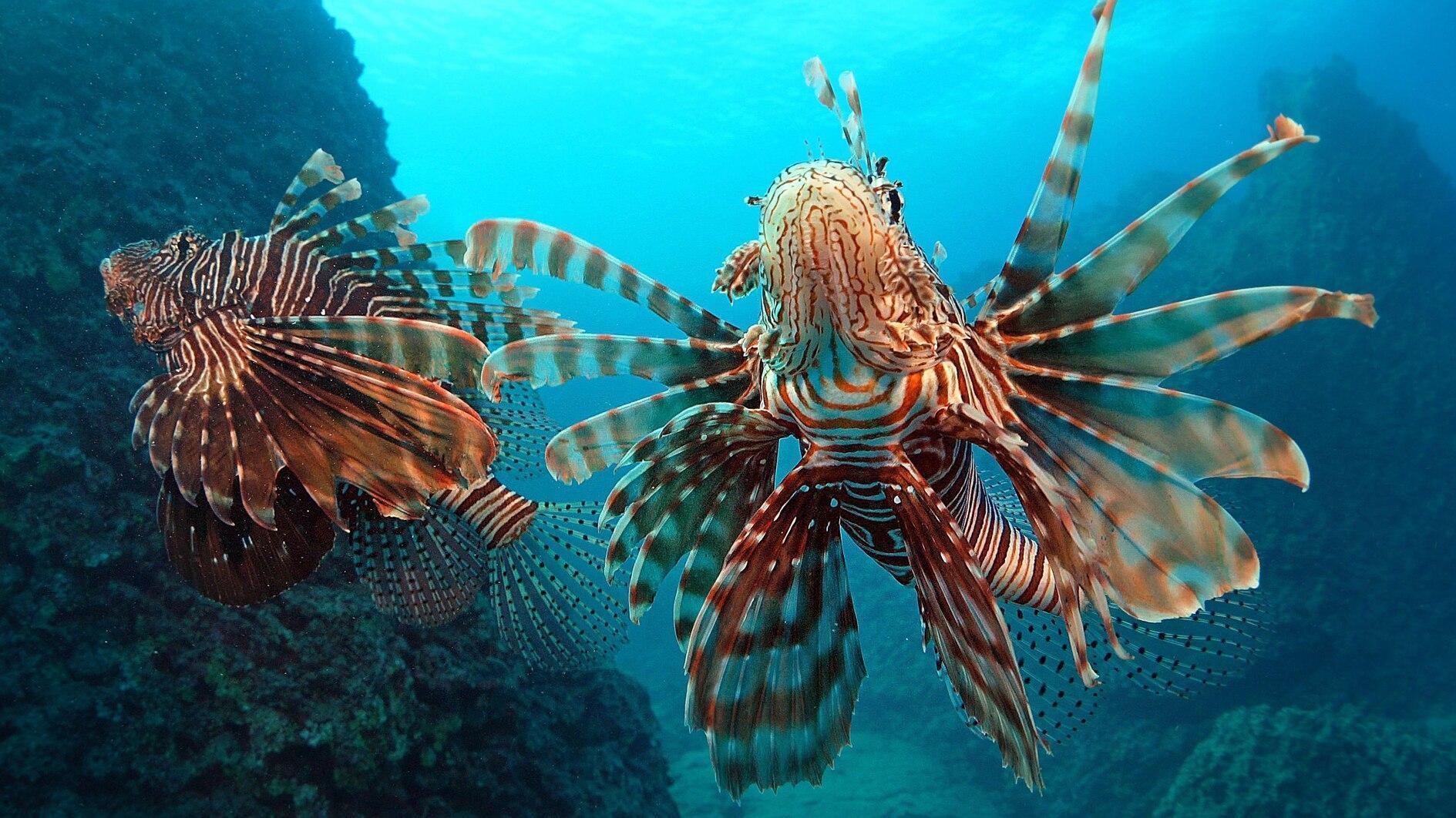 Türkiye, UNDP conclude 6-year project on invasive species