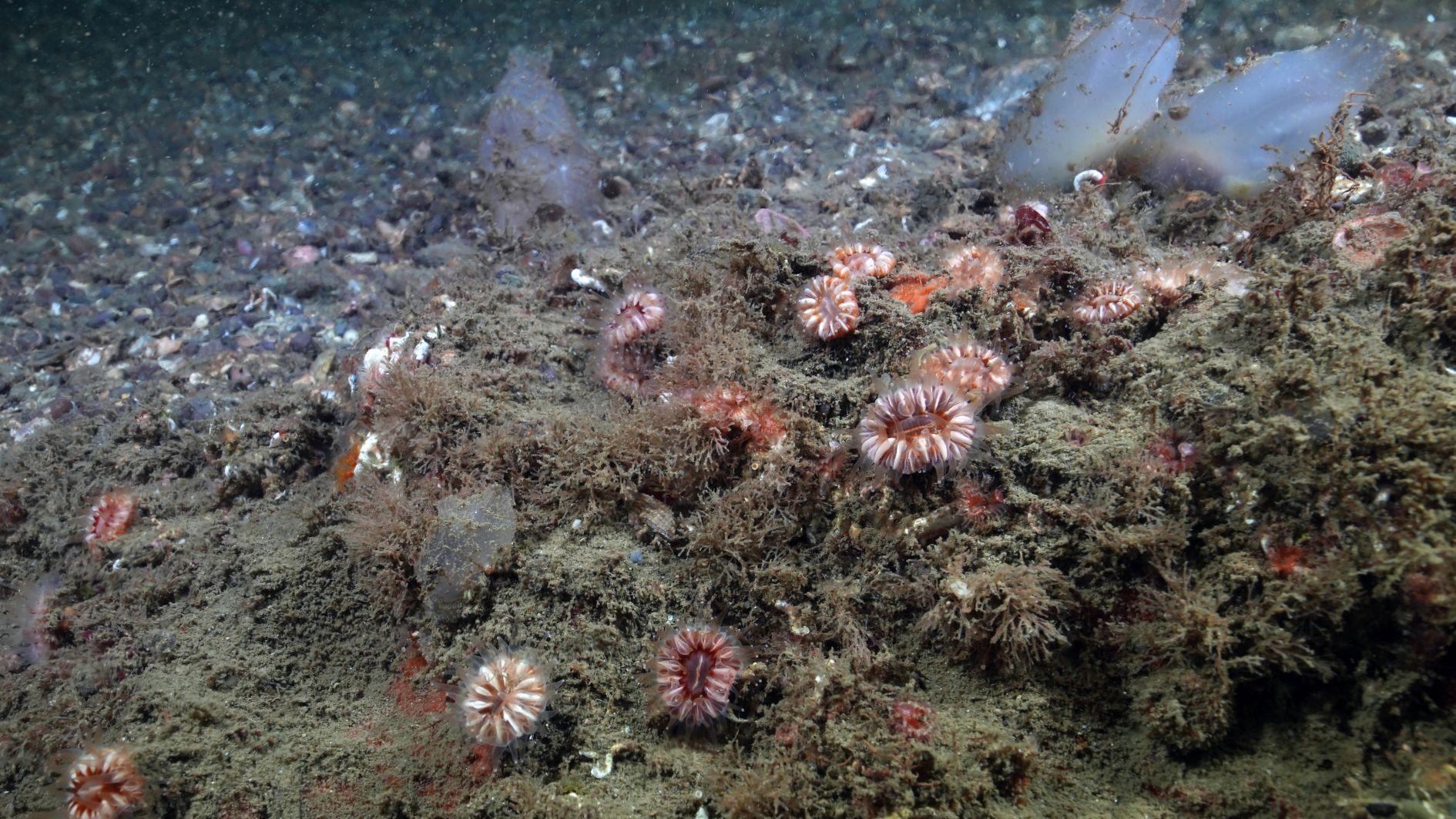 Marmara Sea witnesses Coral population boom