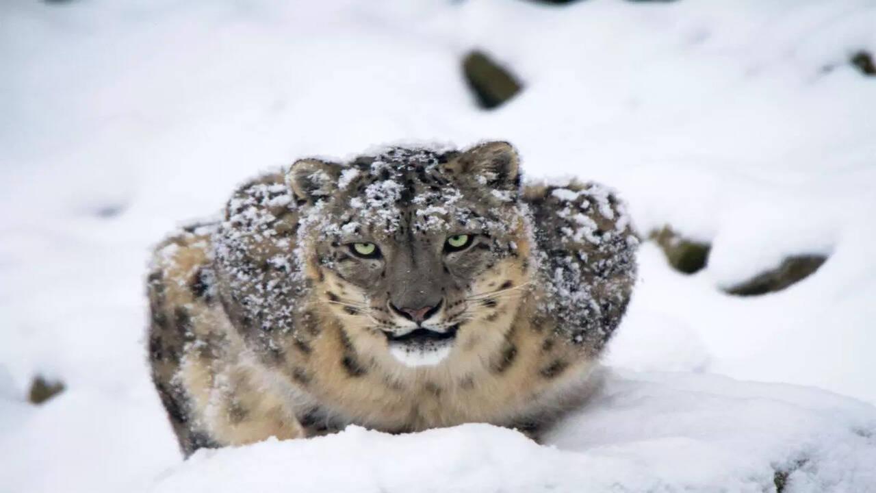 Survey estimates nearly 400 elusive snow leopards