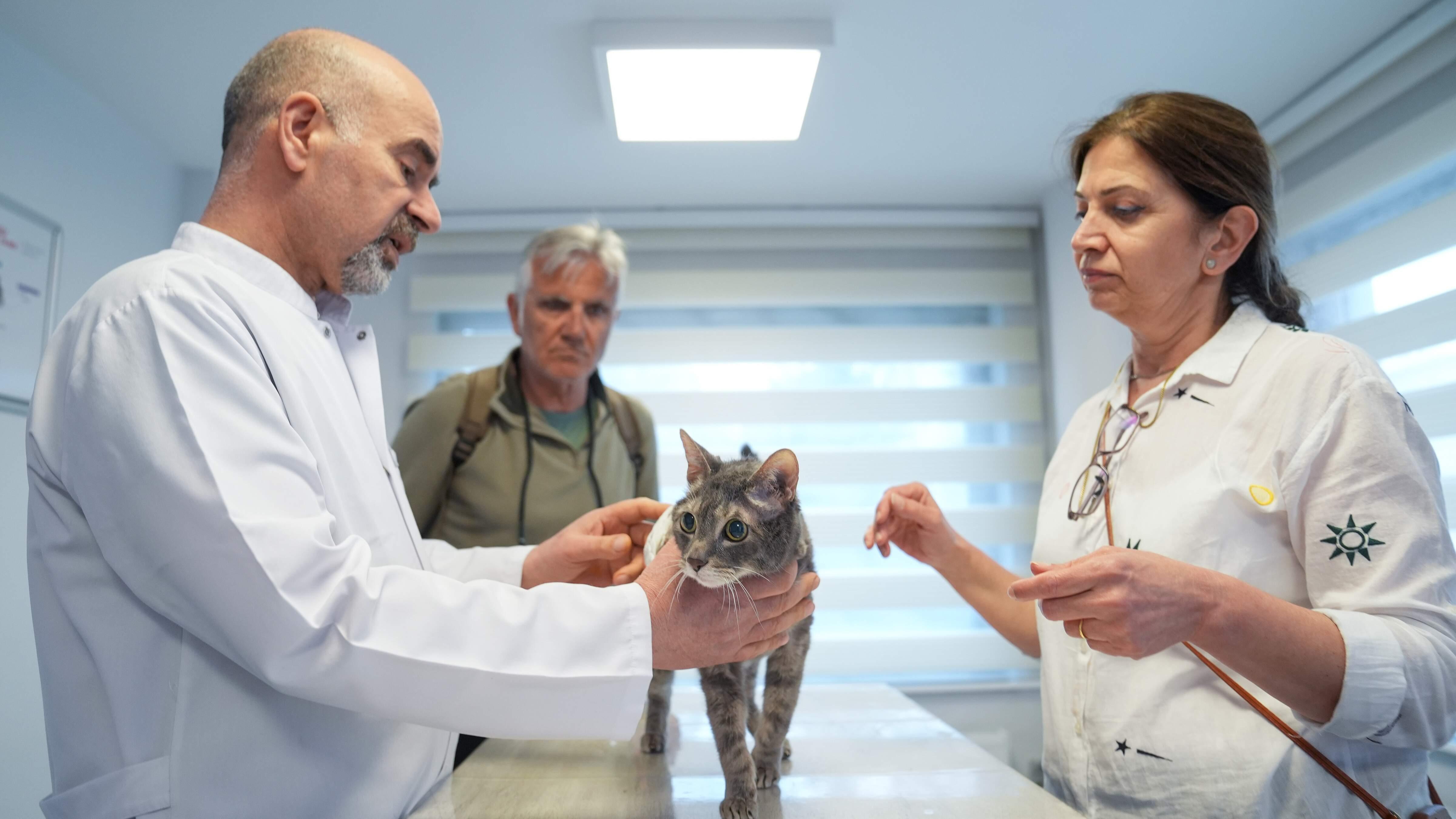 Türkiye marks major progress in veterinary surgery in past two decades