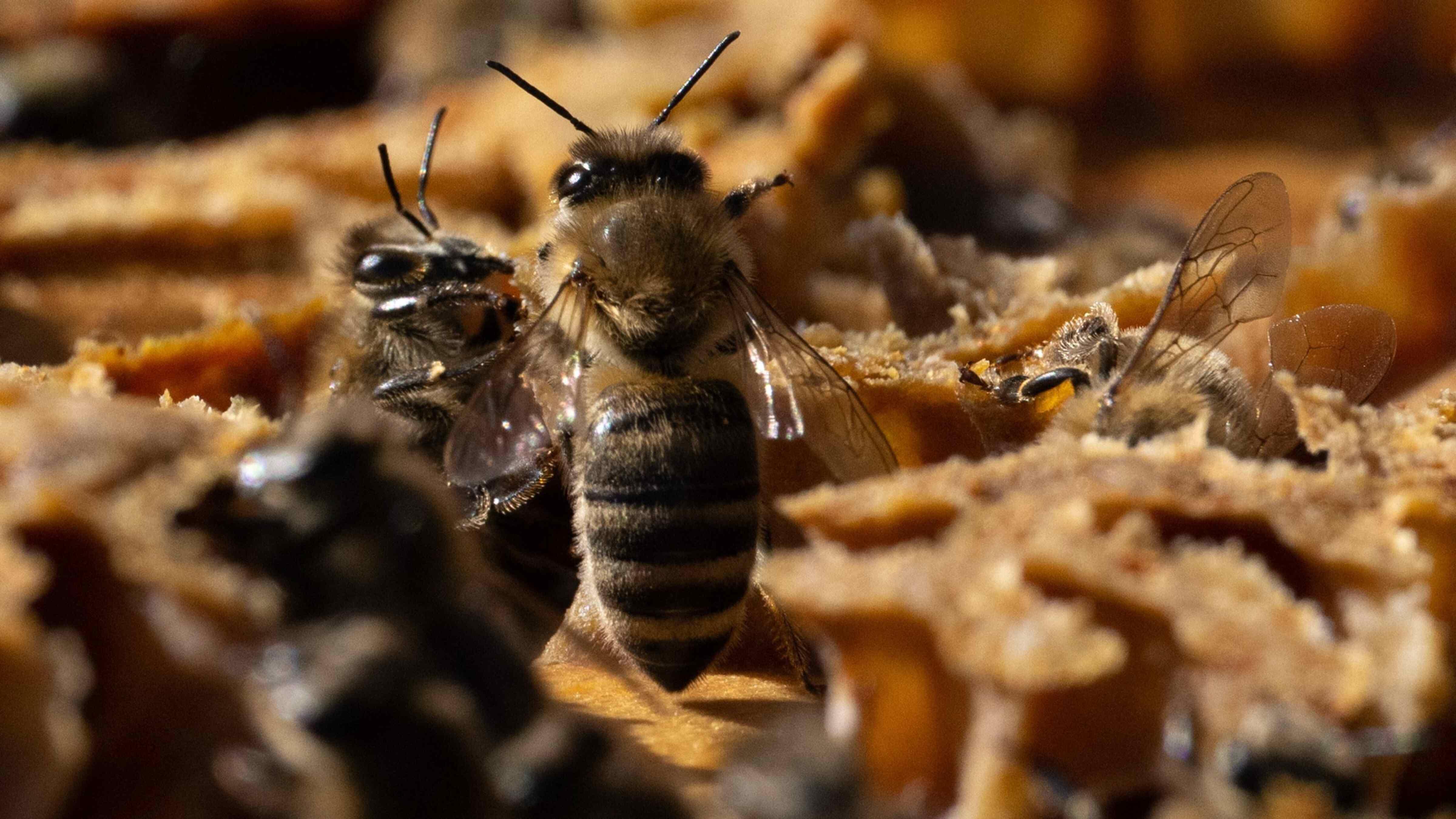 Austria trials DNA testing to uncover honey fraud