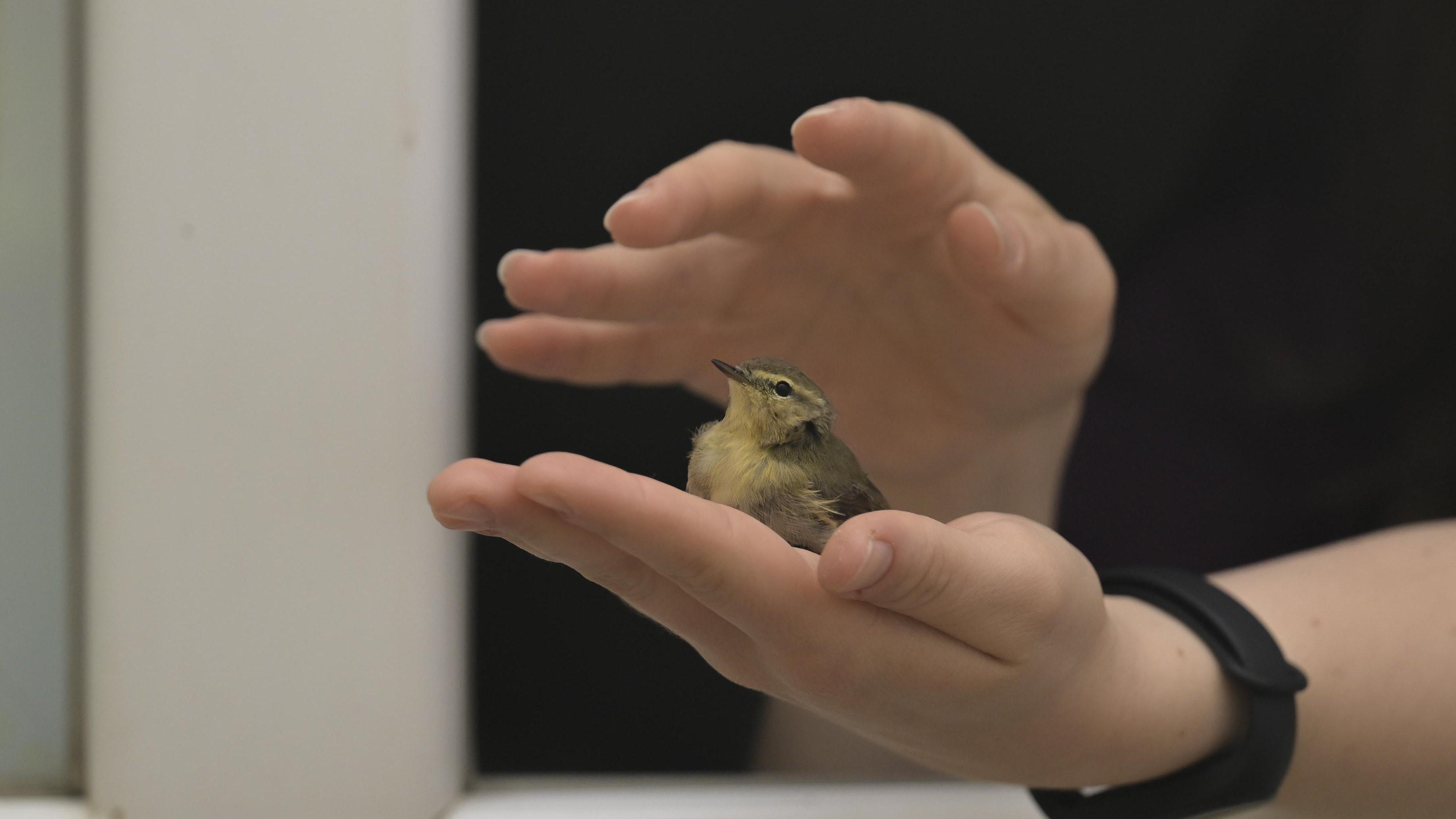 Blackcaps ringed in Ankara captured in Lebanon and Israel