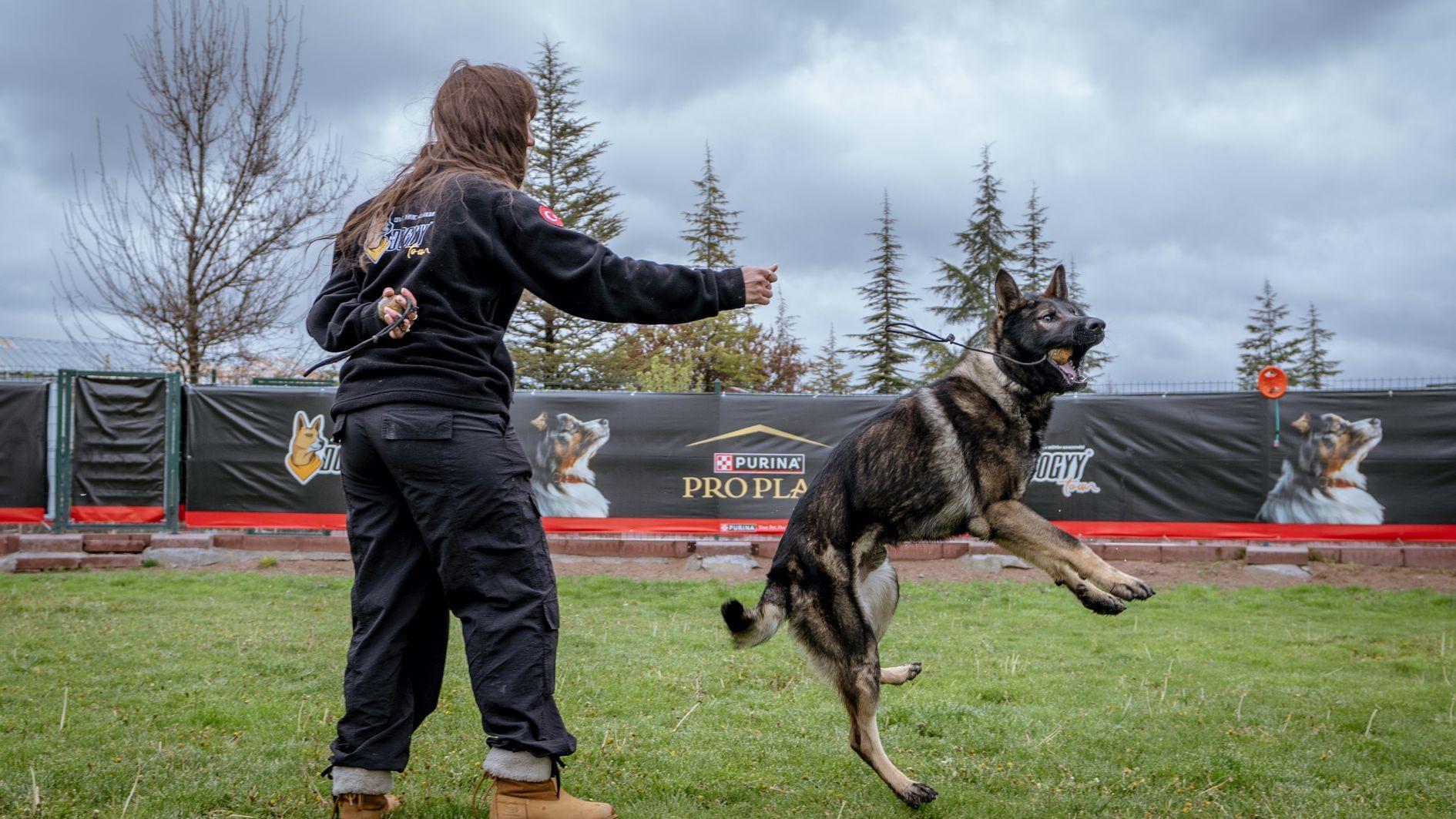 Experts train dogs to detect underground water leaks