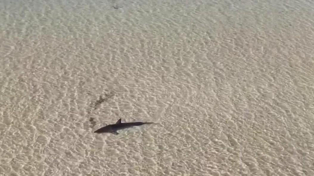 Locals rescue great white shark stranded in shallow water