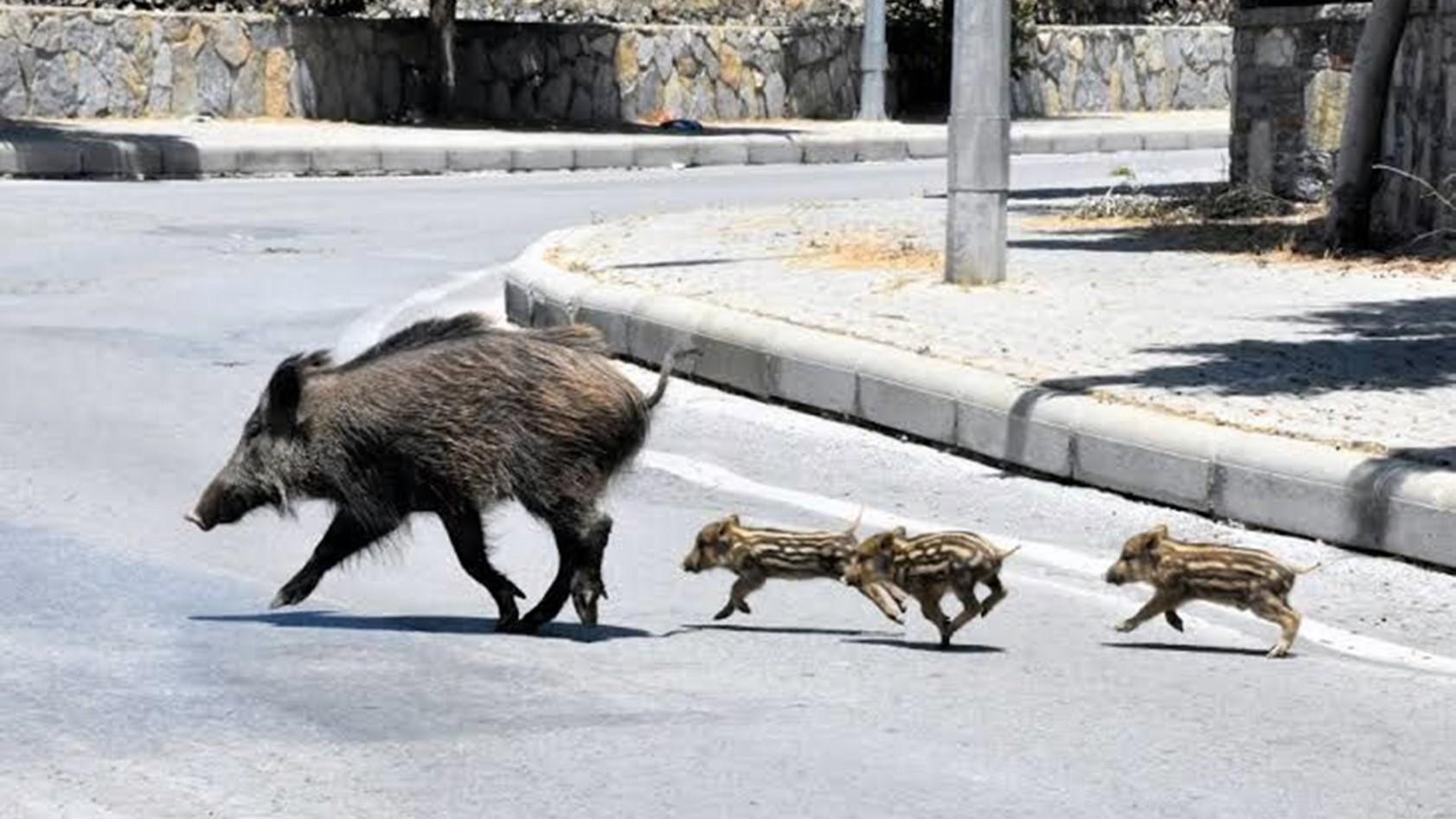 Wild boar alert prompts measures in tourist city