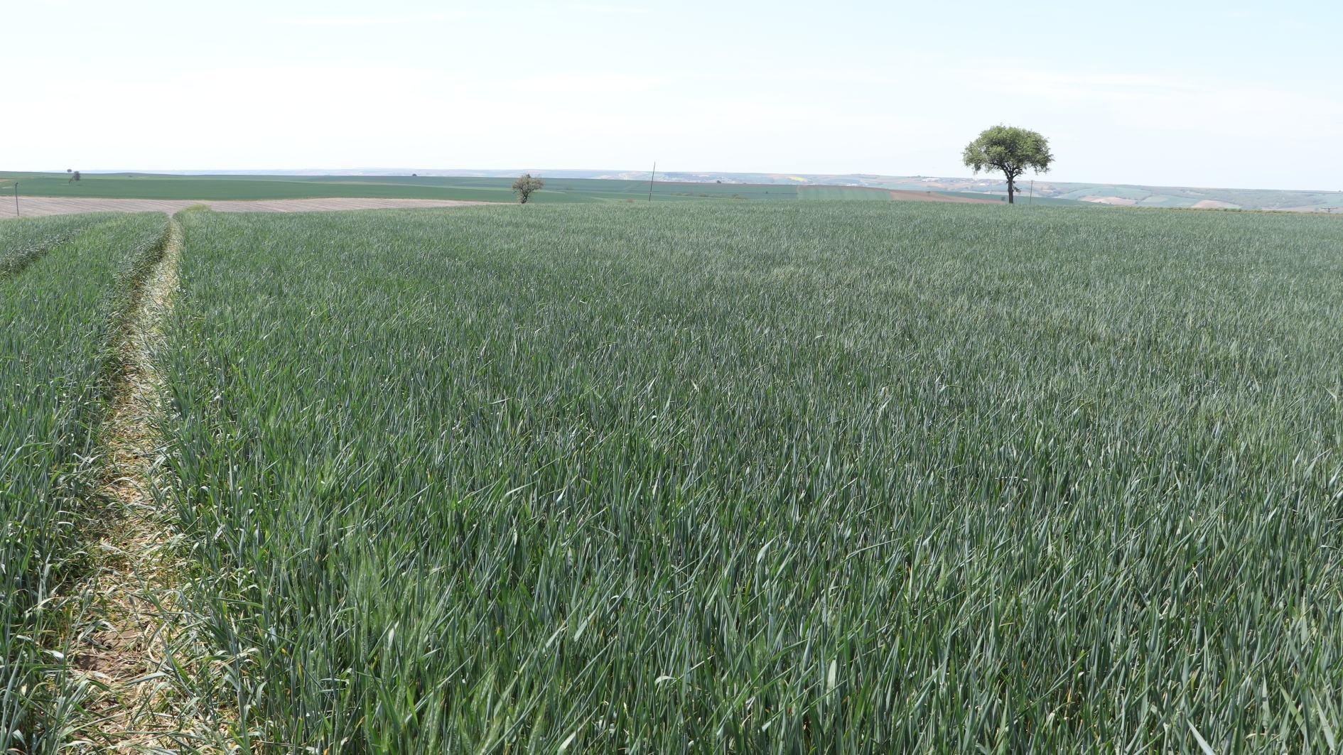Türkiyes Thracian region may face its worst drought on record
