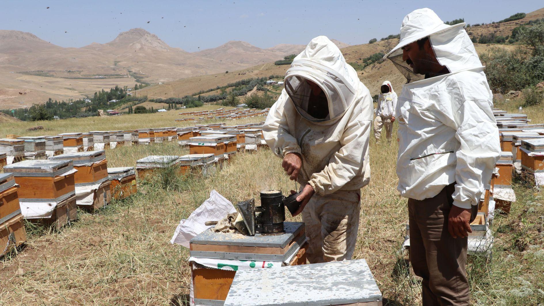 Beekeeping routes aim to boost tourism across Türkiye