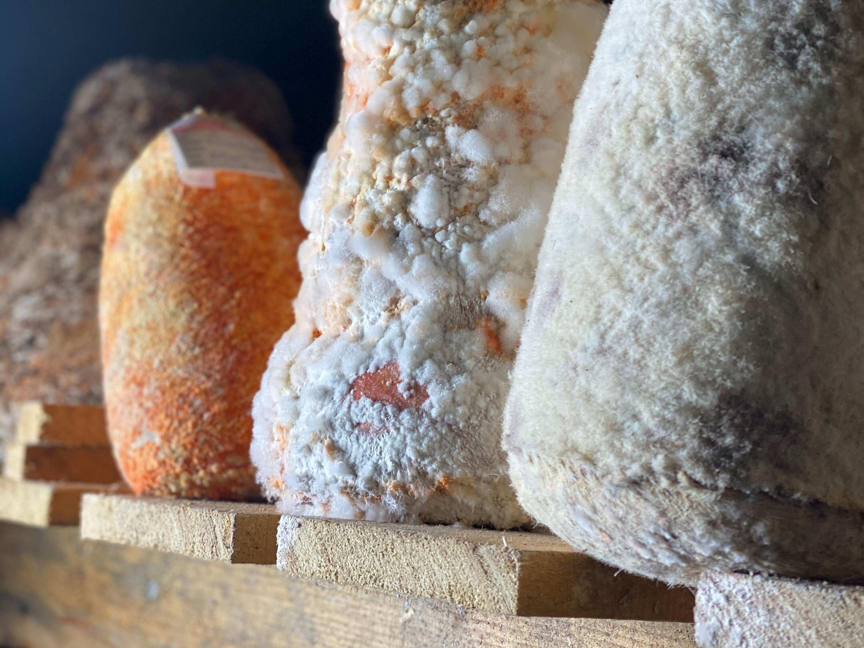 When flavor becomes emotion: The case of cheese