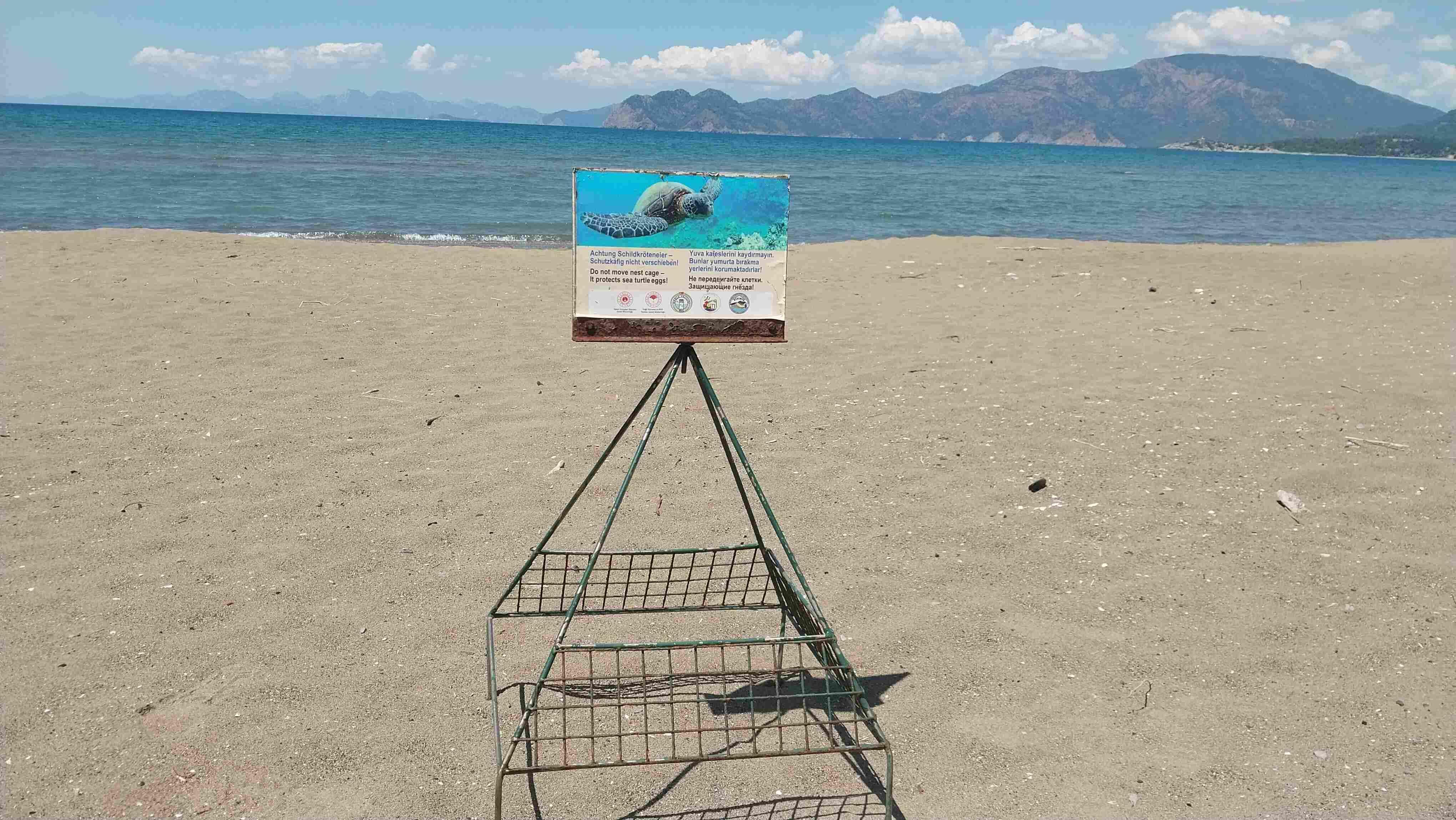 Number of Caretta caretta nests at İztuzu reaches 10