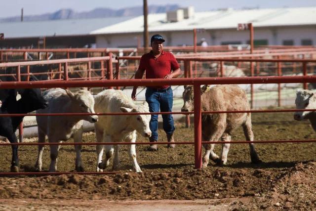 US restricting Mexico livestock imports over pest control row