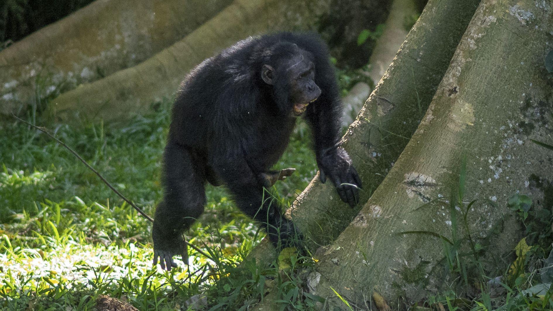 Chimpanzees drum rhythmically to communicate