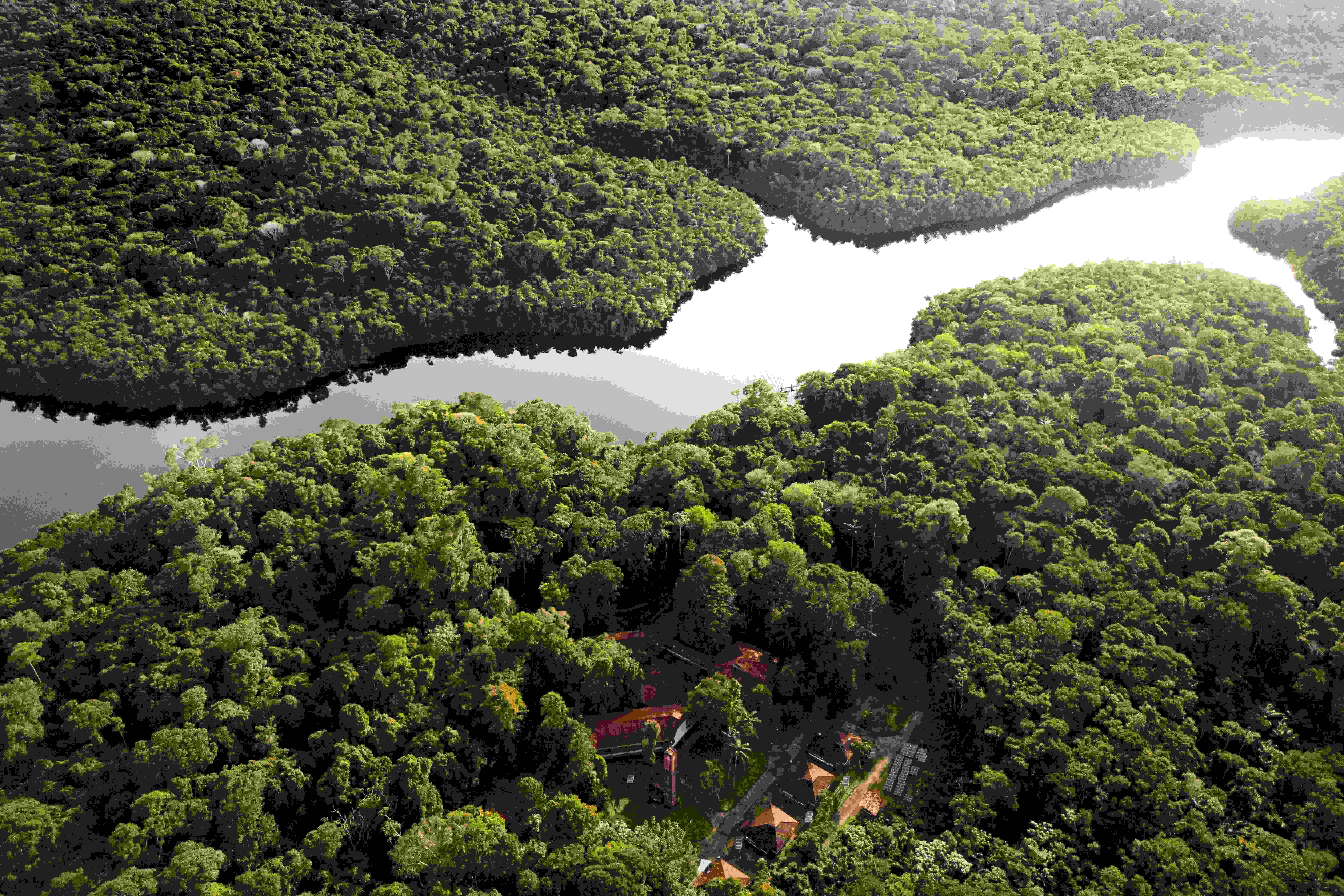 Record decrease in Brazil deforestation in 2024: Report