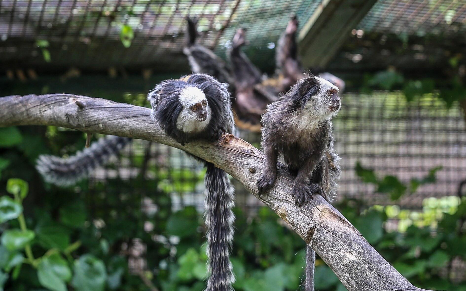 Tiny-tailed residents of Bursa Zoo
