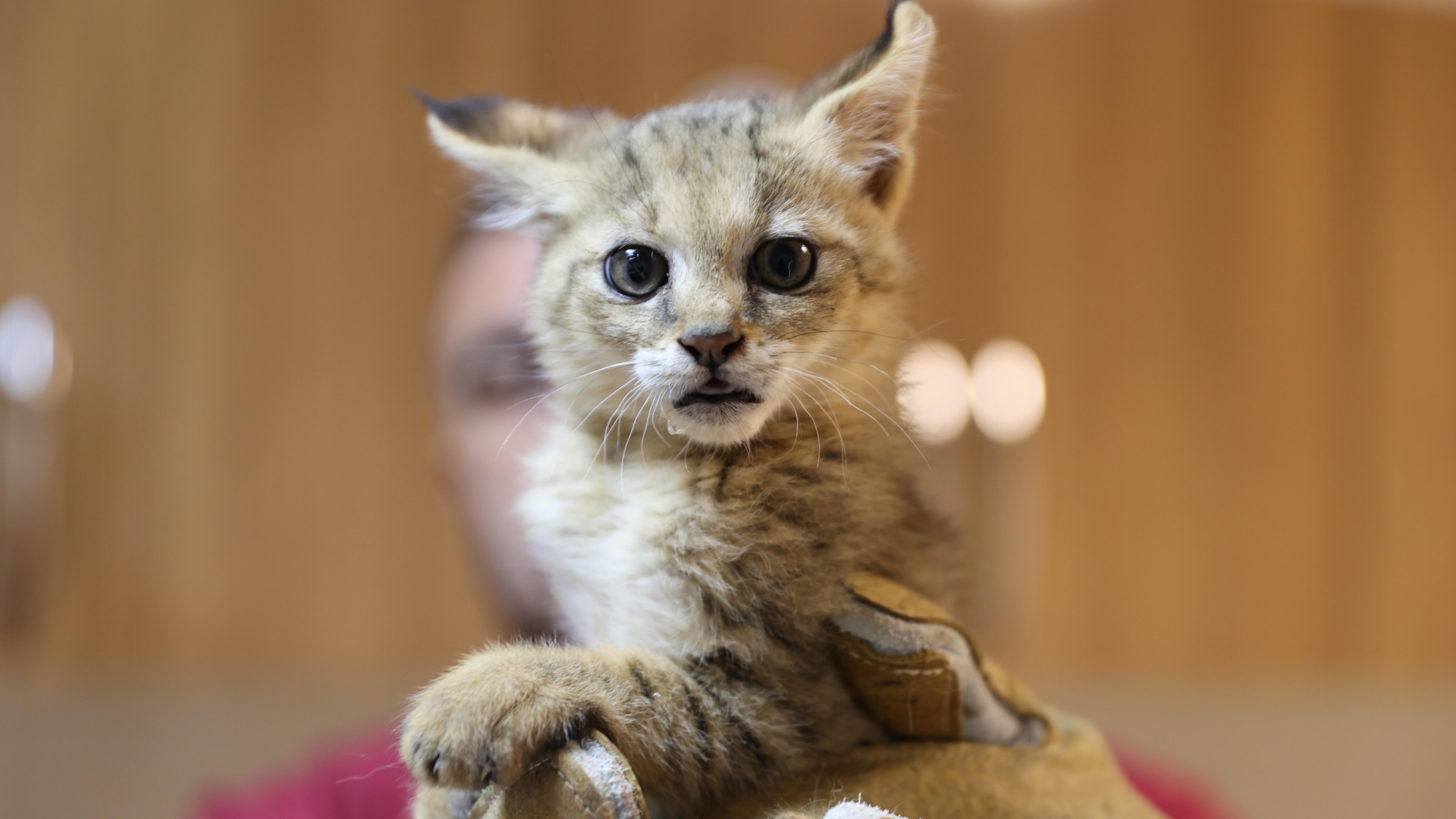 Endangered cat cub receives special care