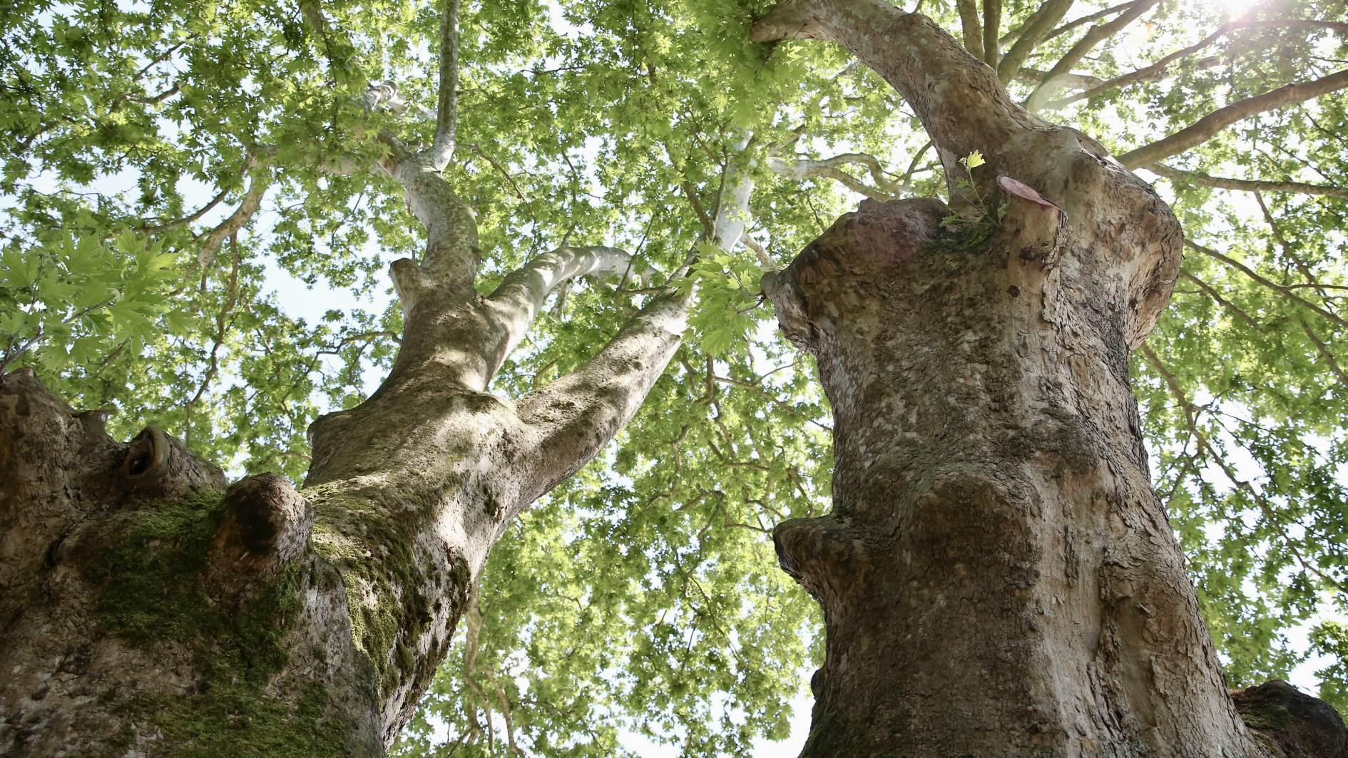 Monumental trees in northwestern city stand test of time