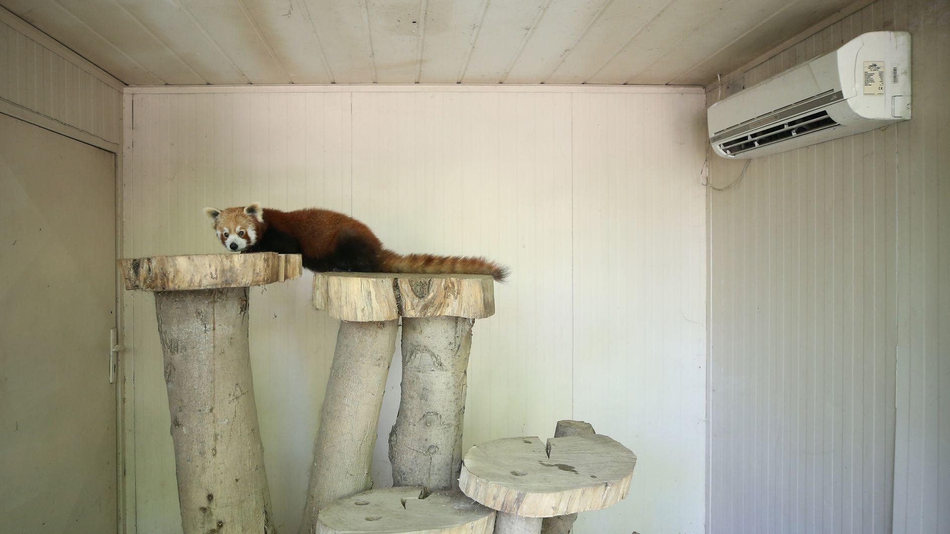 Red pandas moved to air-conditioned rooms