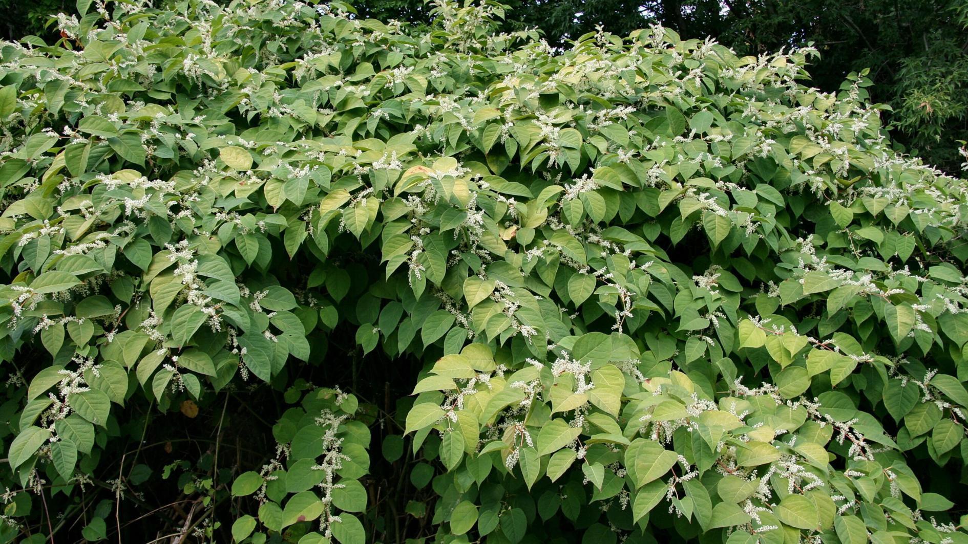 Invasive species cost trillions in damages
