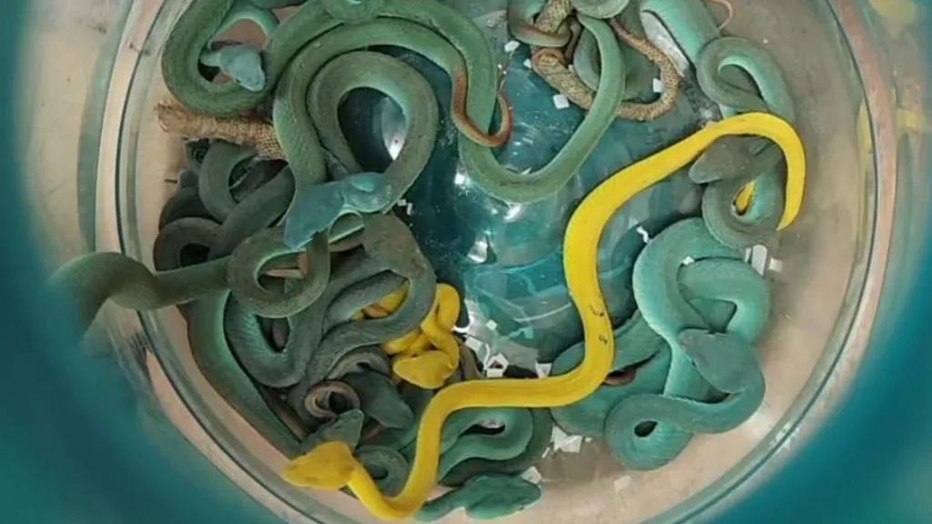 Indian caught at airport with venomous vipers