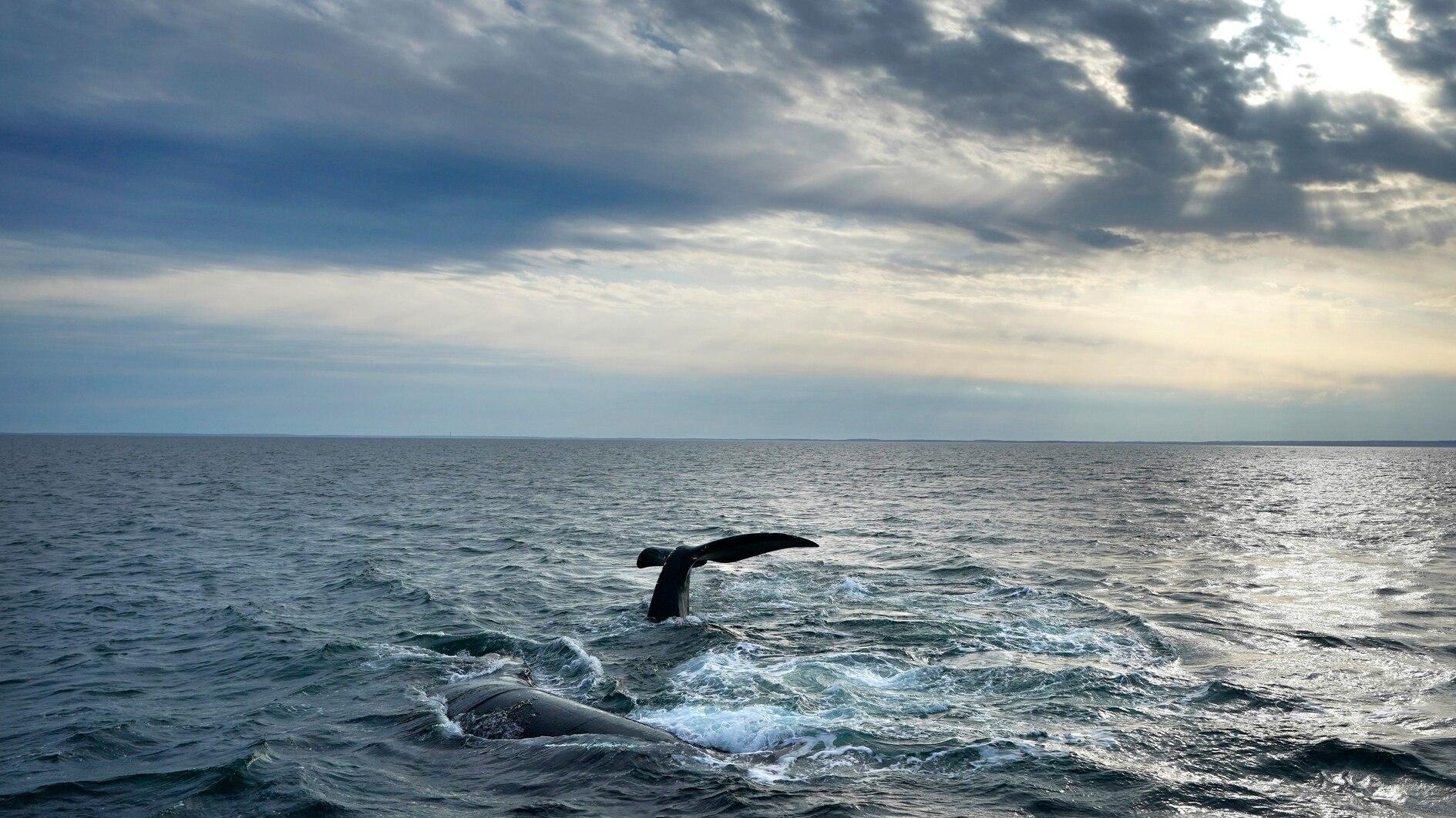 Nations urged to make UN summit a turning point for oceans