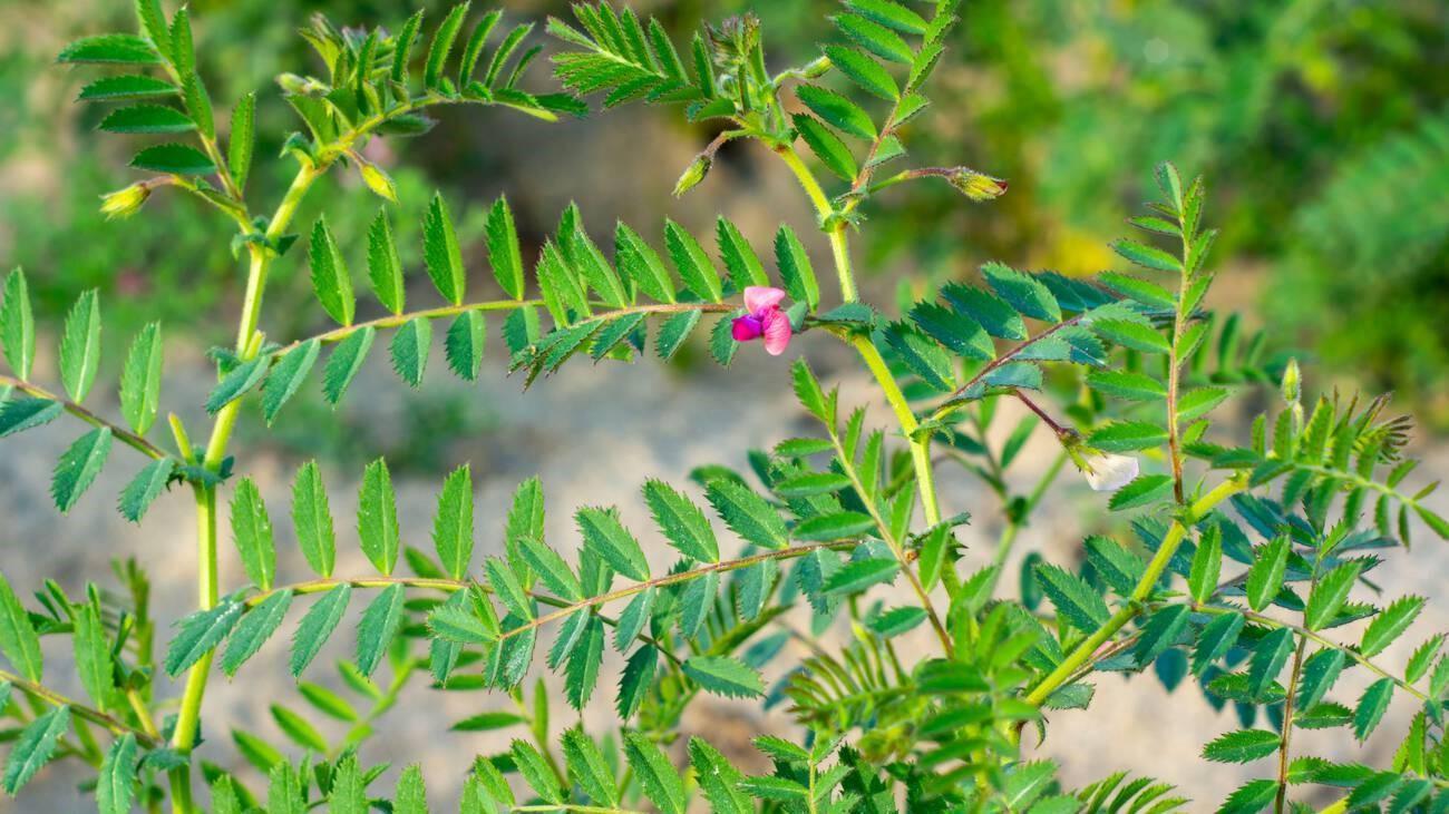 Authorities to promote drought-resilient landscaping