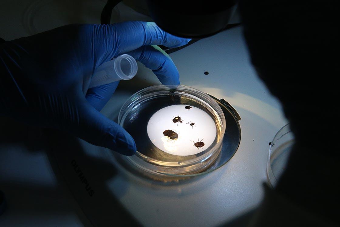 Türkiye identifies new tick species with high transmission risk