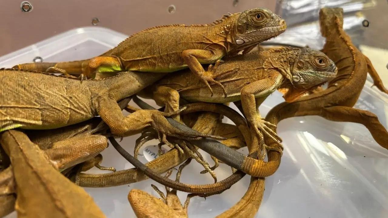 Indian smuggler stopped with possums, lizards
