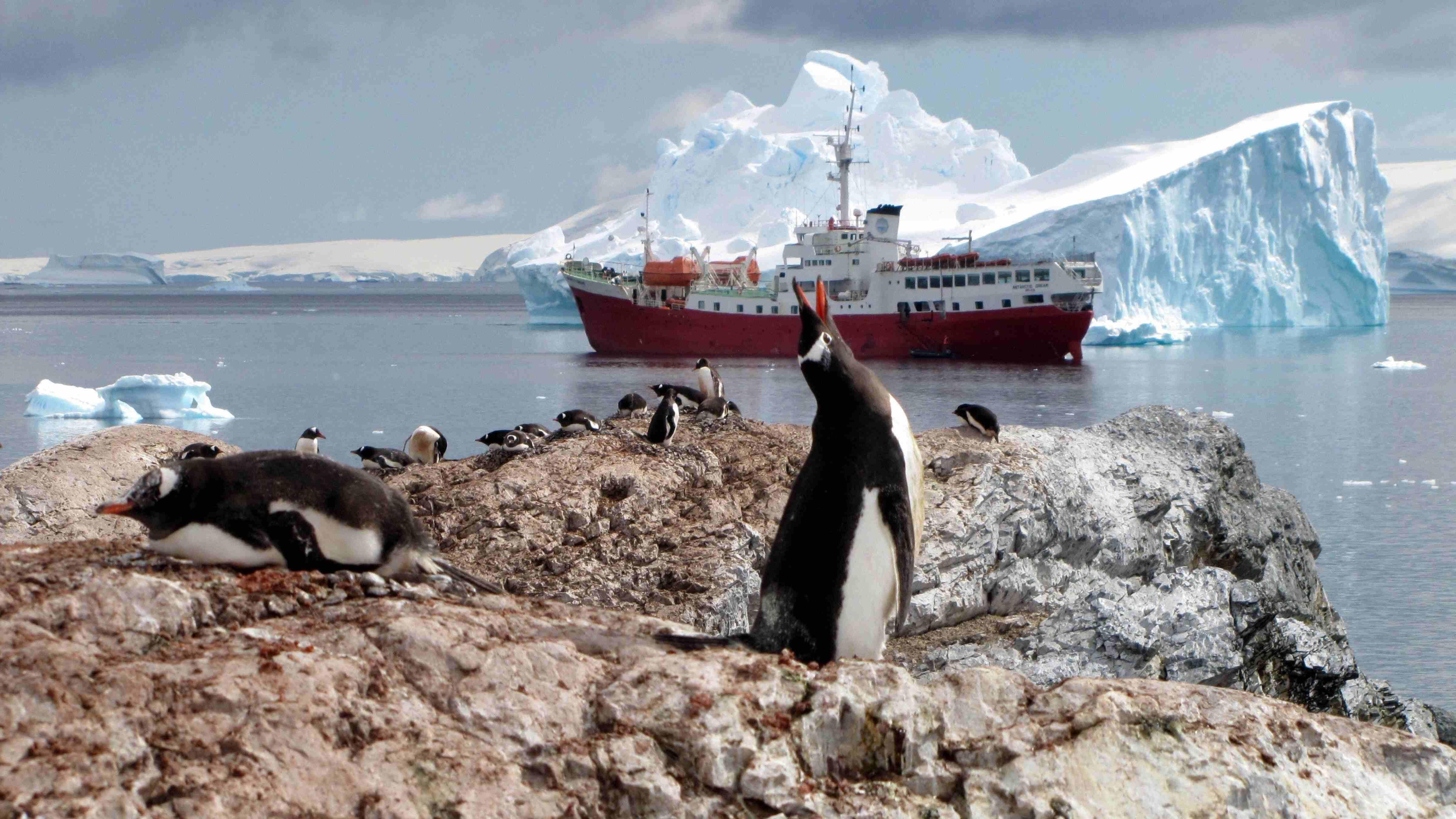 Emperor penguin populations declining faster than expected