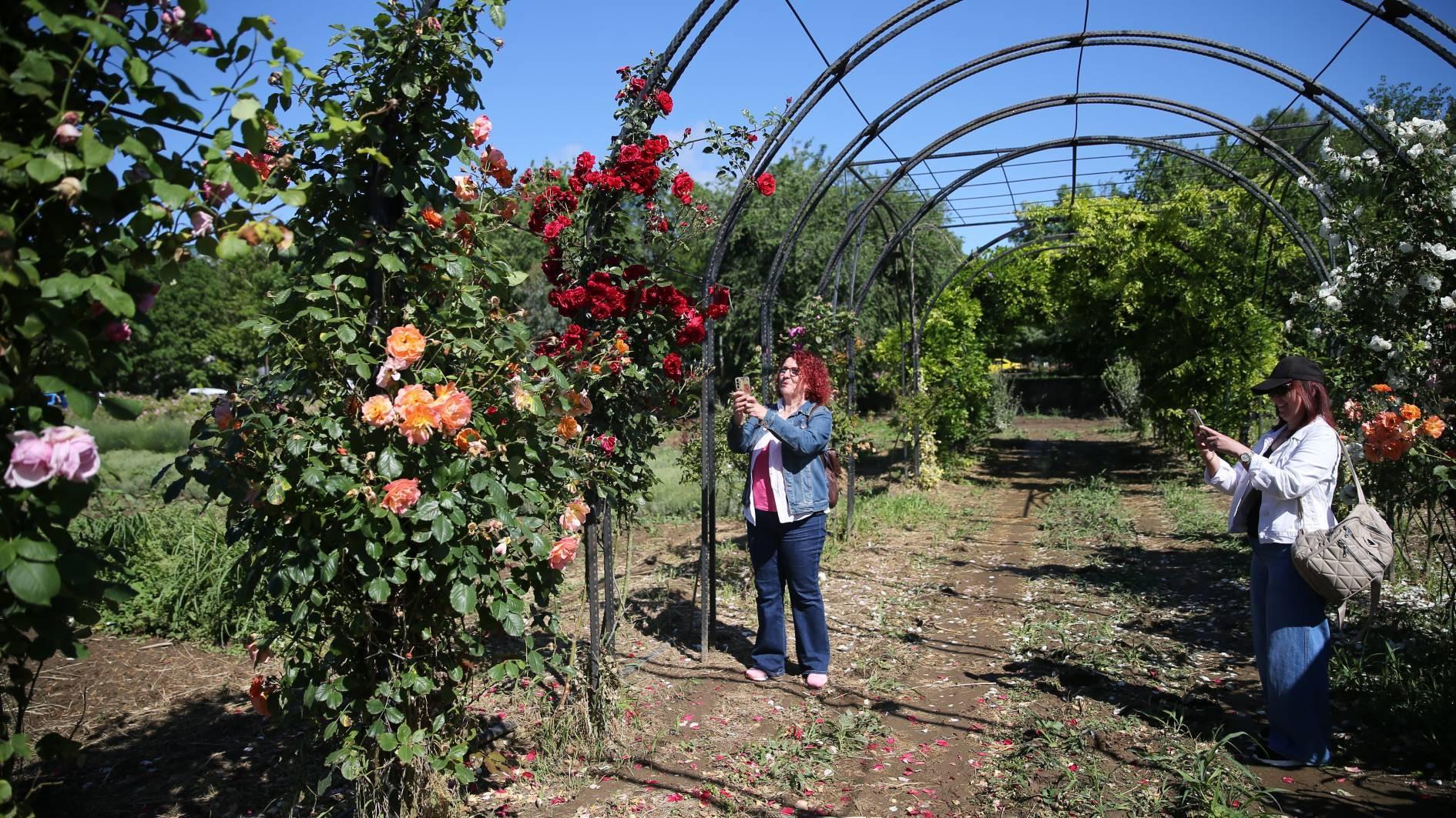 Edirne’s ‘scent tunnel’ offers journey through fragrant blooms