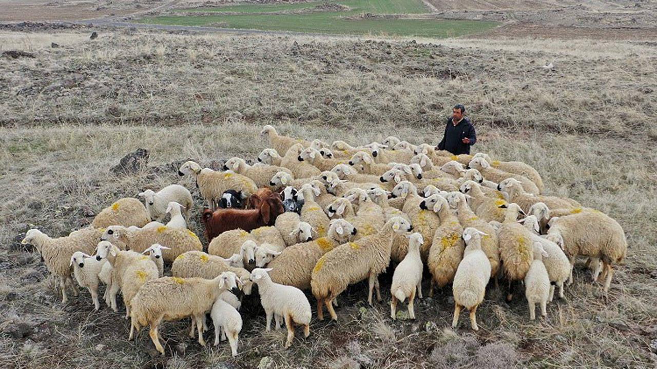 Türkiye opens door to foreign shepherds amid labor shortage