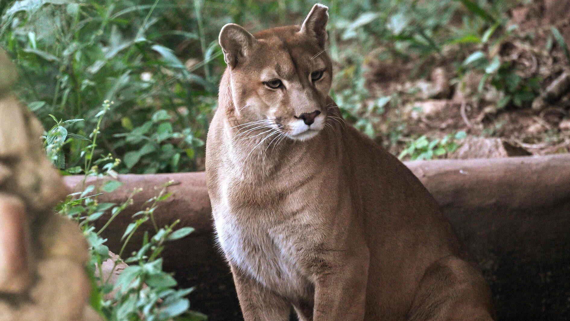 Sao Paulos pumas under attack as urbanization threatens rainforest