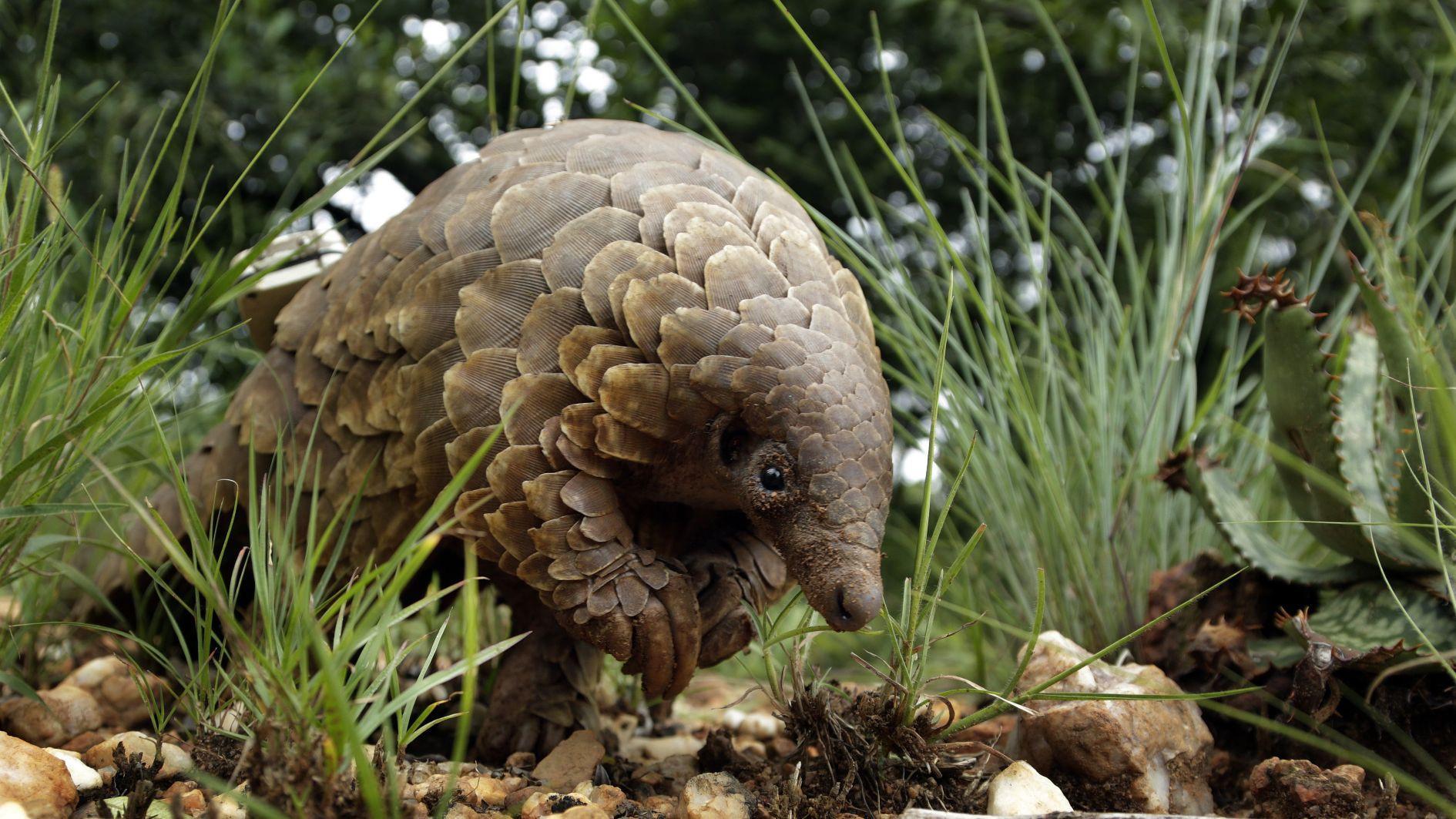 Pangolin, the worlds most trafficked mammal